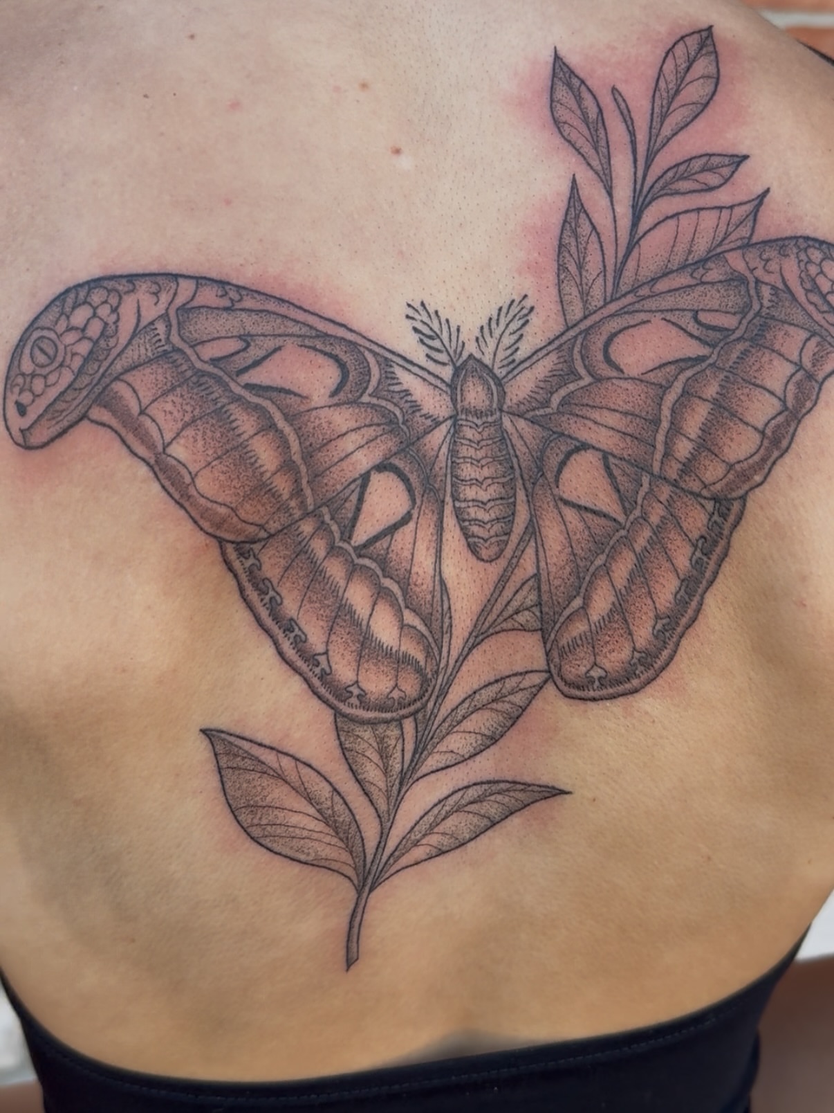 Butterfly and snake realism tattoo on the back by Tina Petrullo, West Chester Township, Butler County, Ohio