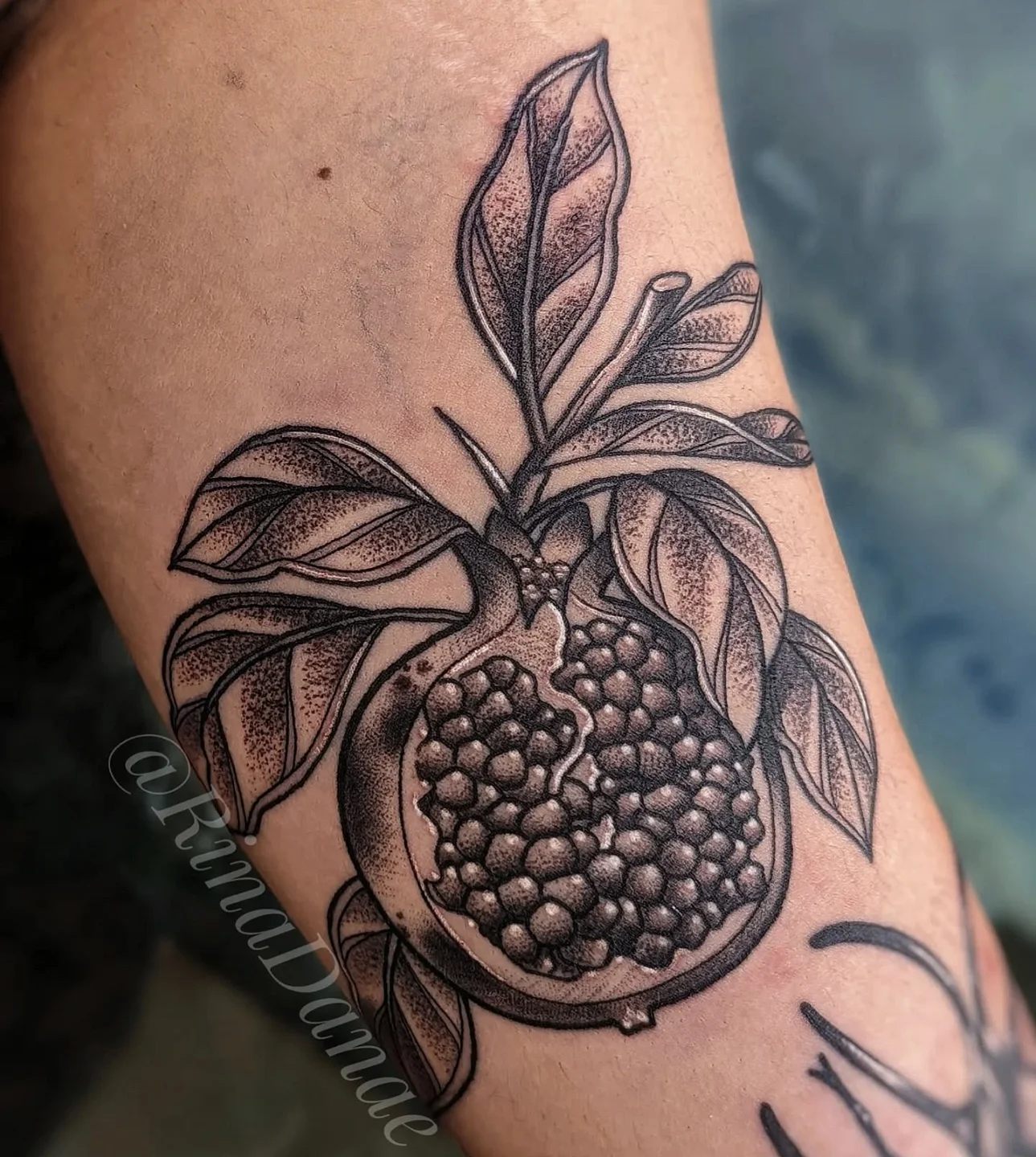 Pomegranate dotwork tattoo on the forearm by Rina Danaé Tattoo🌿
