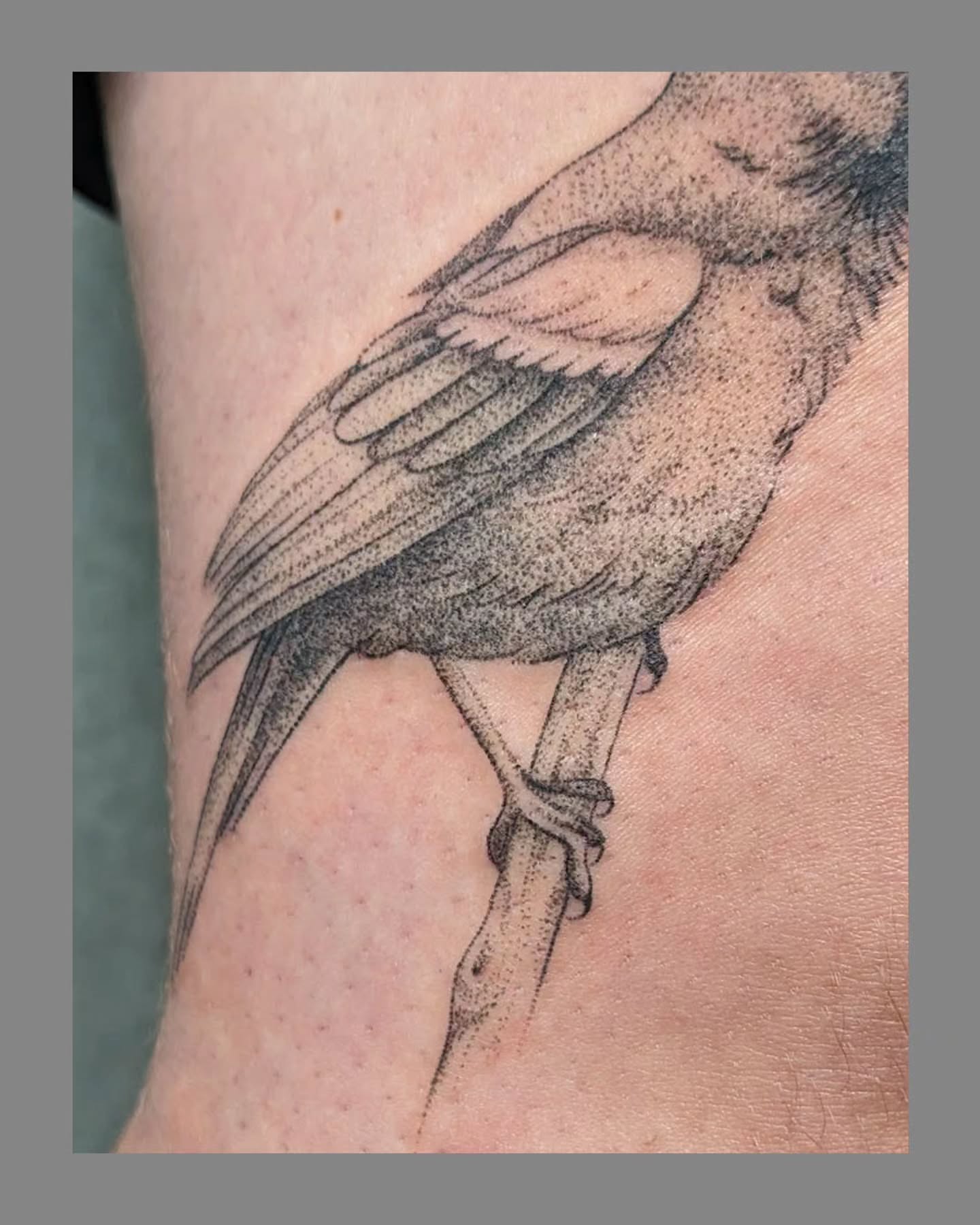 Bird dotwork tattoo on the forearm by Marria