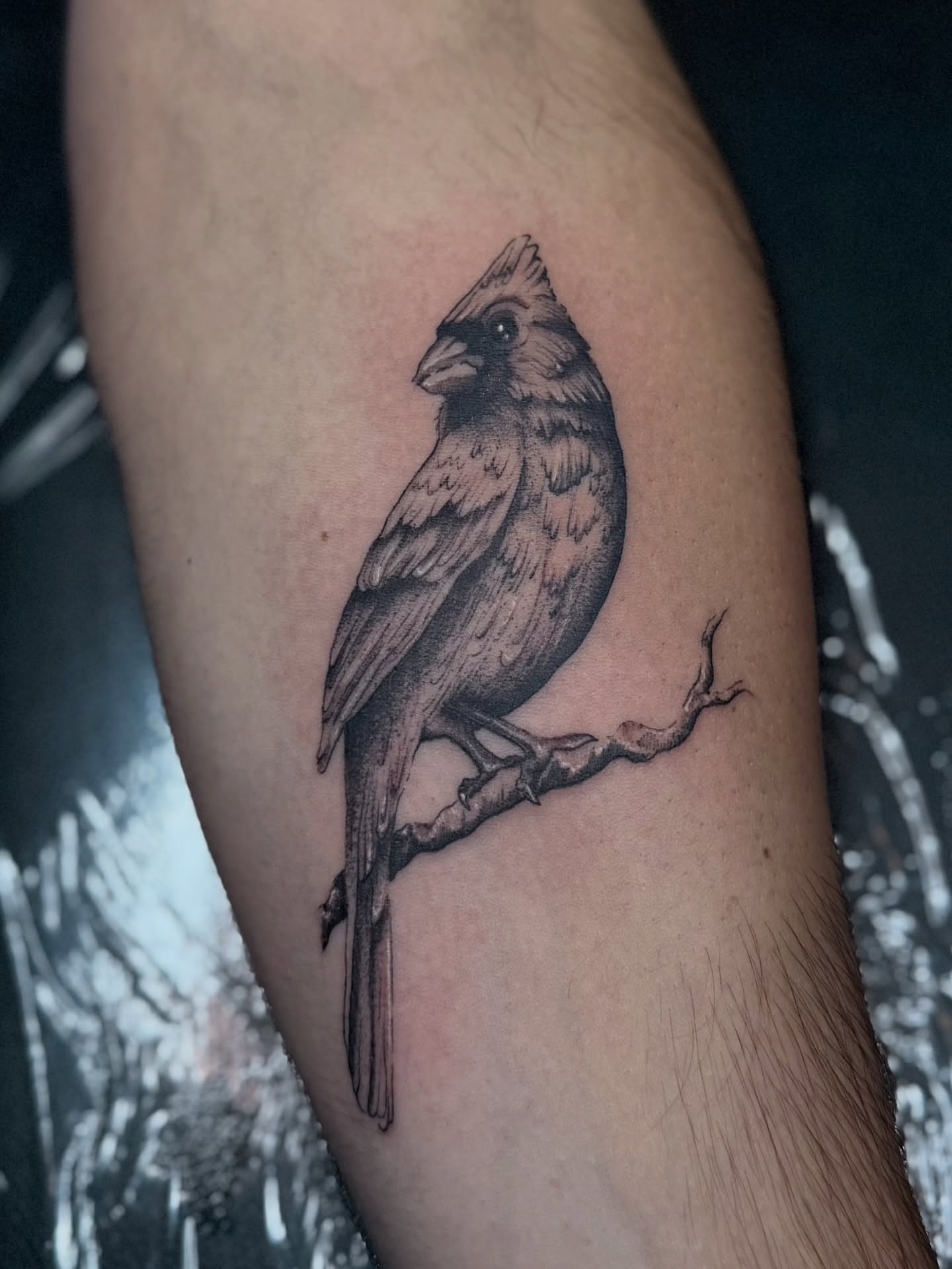 Cardinal bird realism tattoo on the forearm by 𝔐𝔦𝔠𝔥𝔢𝔩𝔩𝔢𝔫 🦇