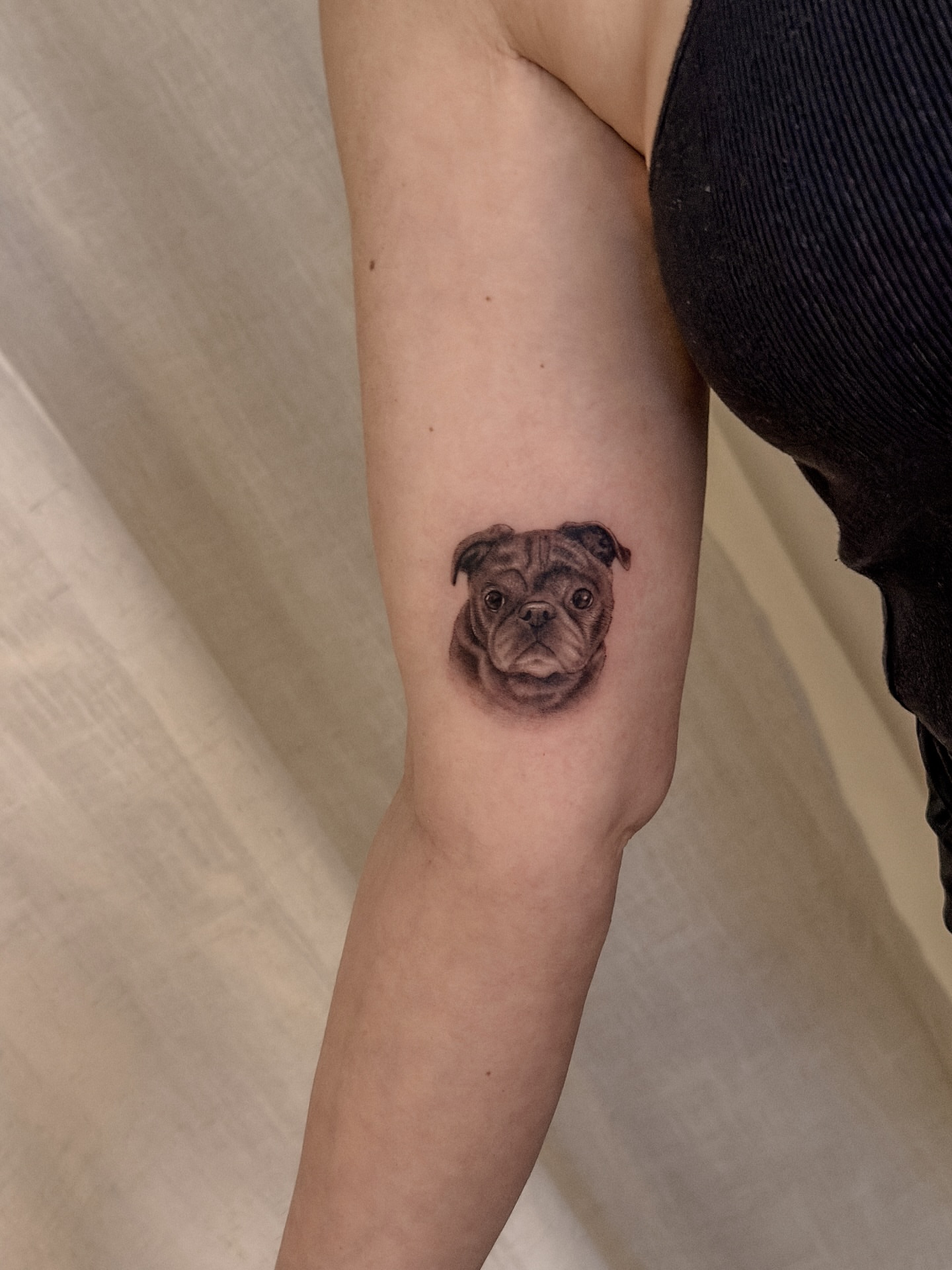 Pug realism tattoo on the forearm by Nicholas Solomon