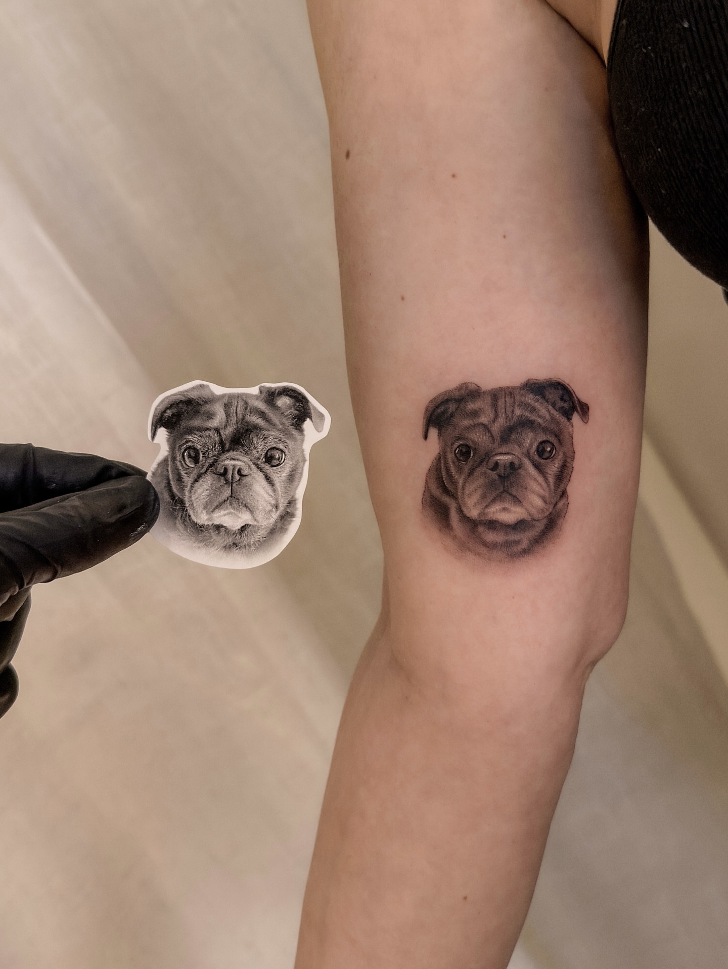 Bulldog realism tattoo on the forearm by Nicholas Solomon