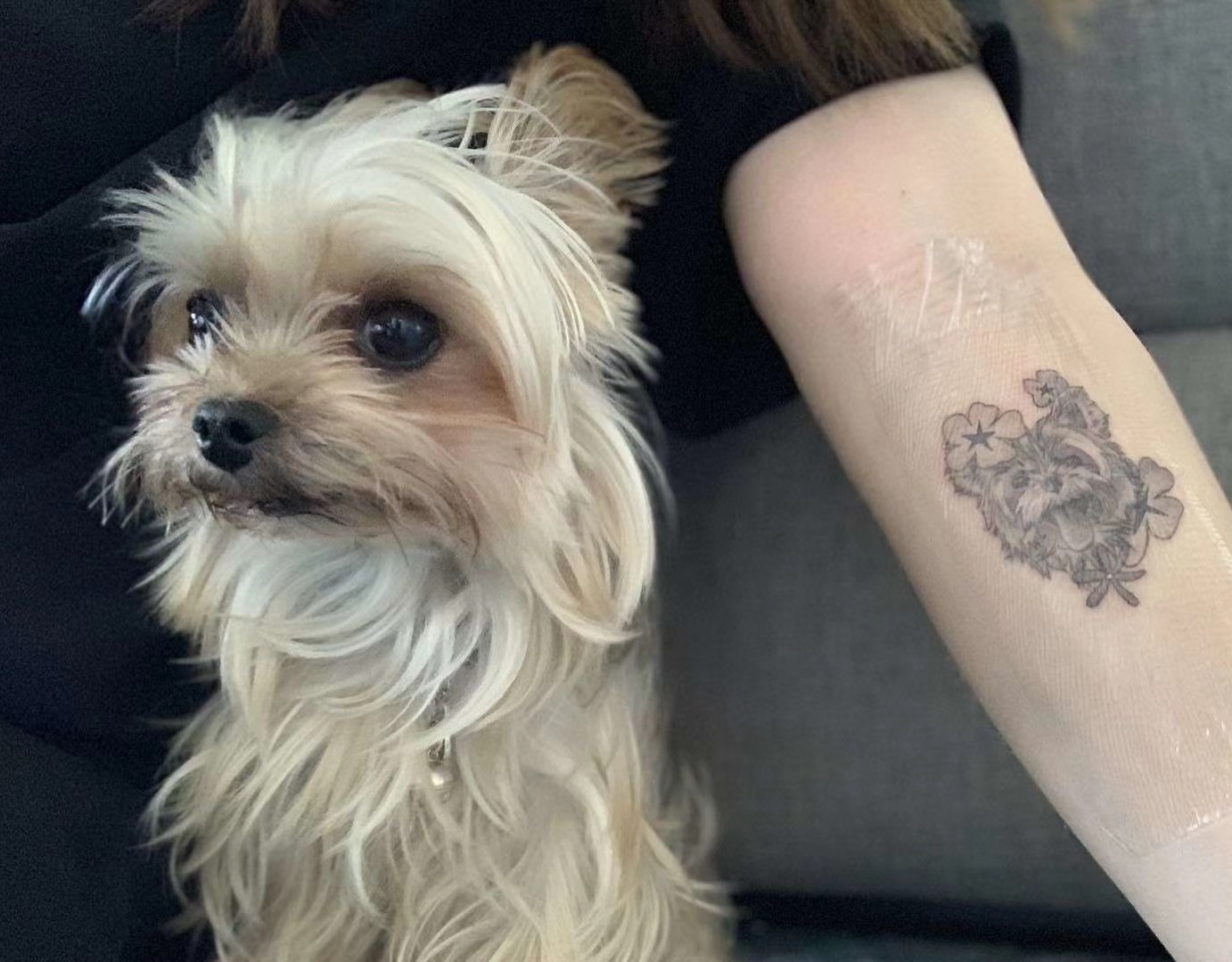Dog black and grey tattoo on the forearm by Sydney Walk in Tattoo, Sydney, New South Wales