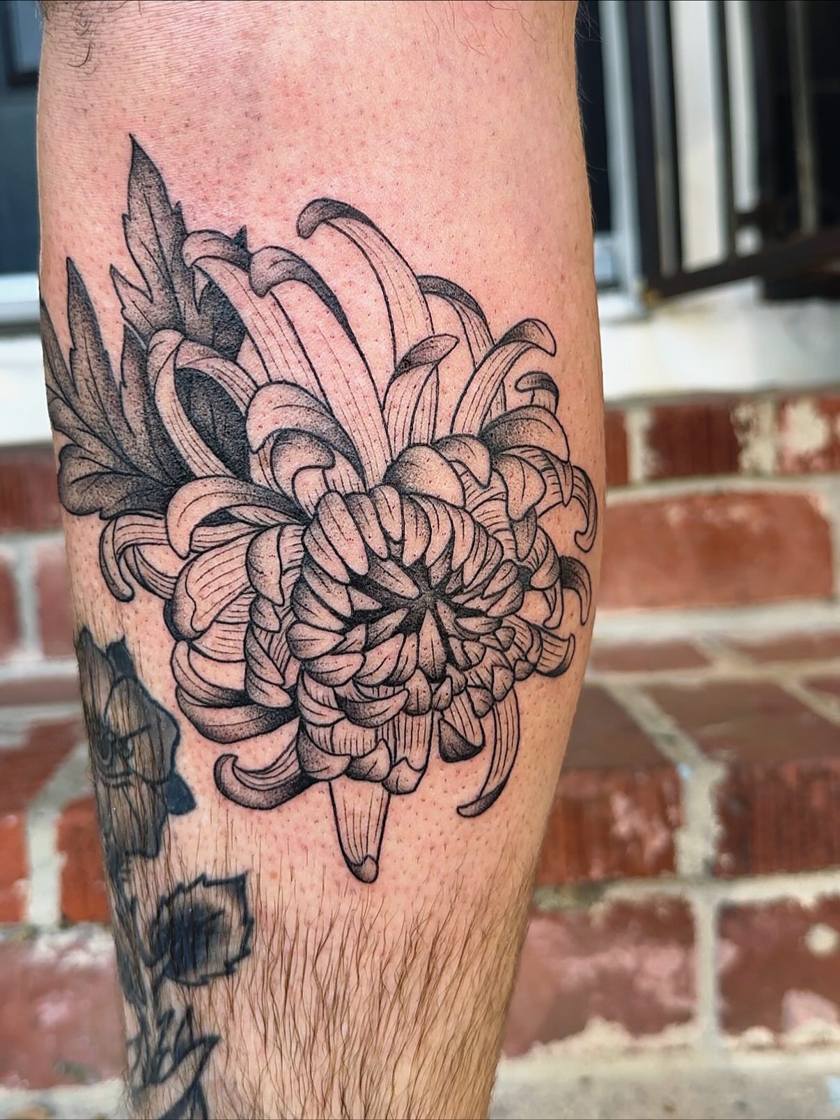 Chrysanthemum black and grey tattoo on the forearm by π½πππππ π½πππππππ, New Orleans, Louisiana