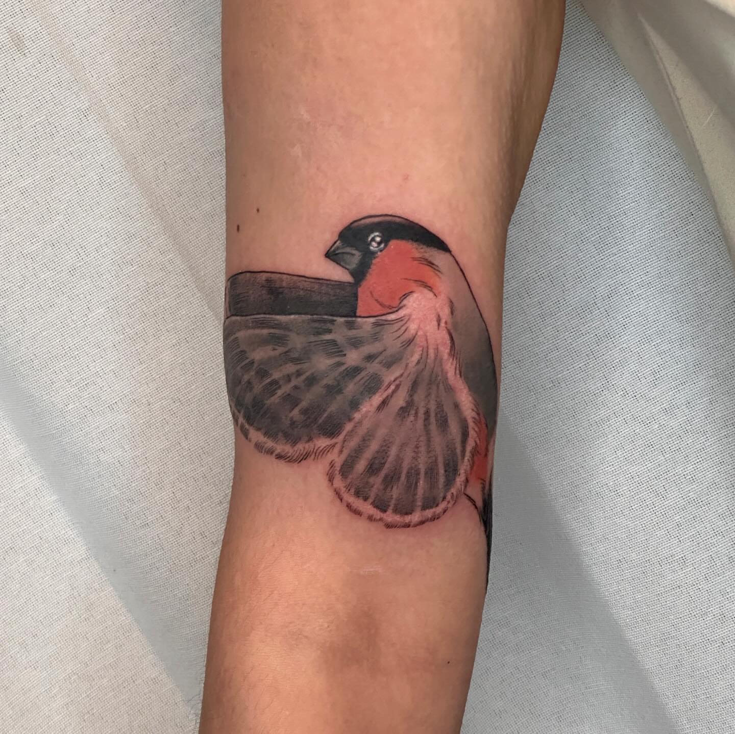 Bullfinch realism tattoo on the forearm by ɪᴍᴏɢᴇɴ 🏳️🌈 sᴇᴀᴛᴛʟᴇ ᴛᴀᴛᴛᴏᴏ ᴀʀᴛɪsᴛ, Seattle, Washington
