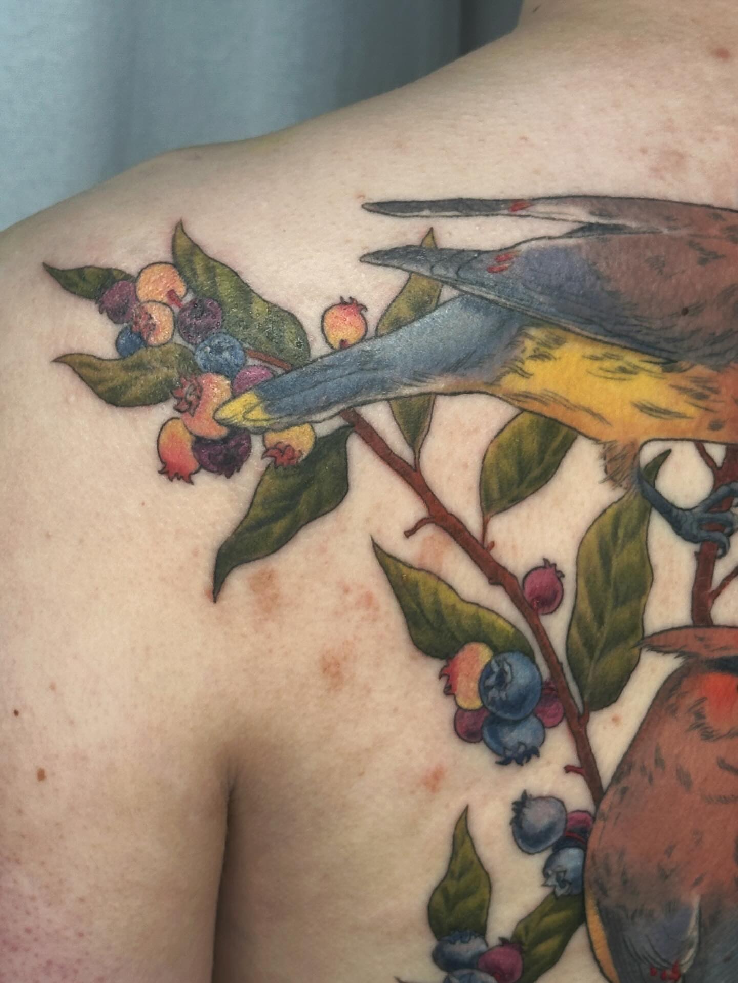 Bird and berries realism tattoo on the shoulder by ɪᴍᴏɢᴇɴ 🏳️🌈 sᴇᴀᴛᴛʟᴇ ᴛᴀᴛᴛᴏᴏ ᴀʀᴛɪsᴛ, Seattle, Washington