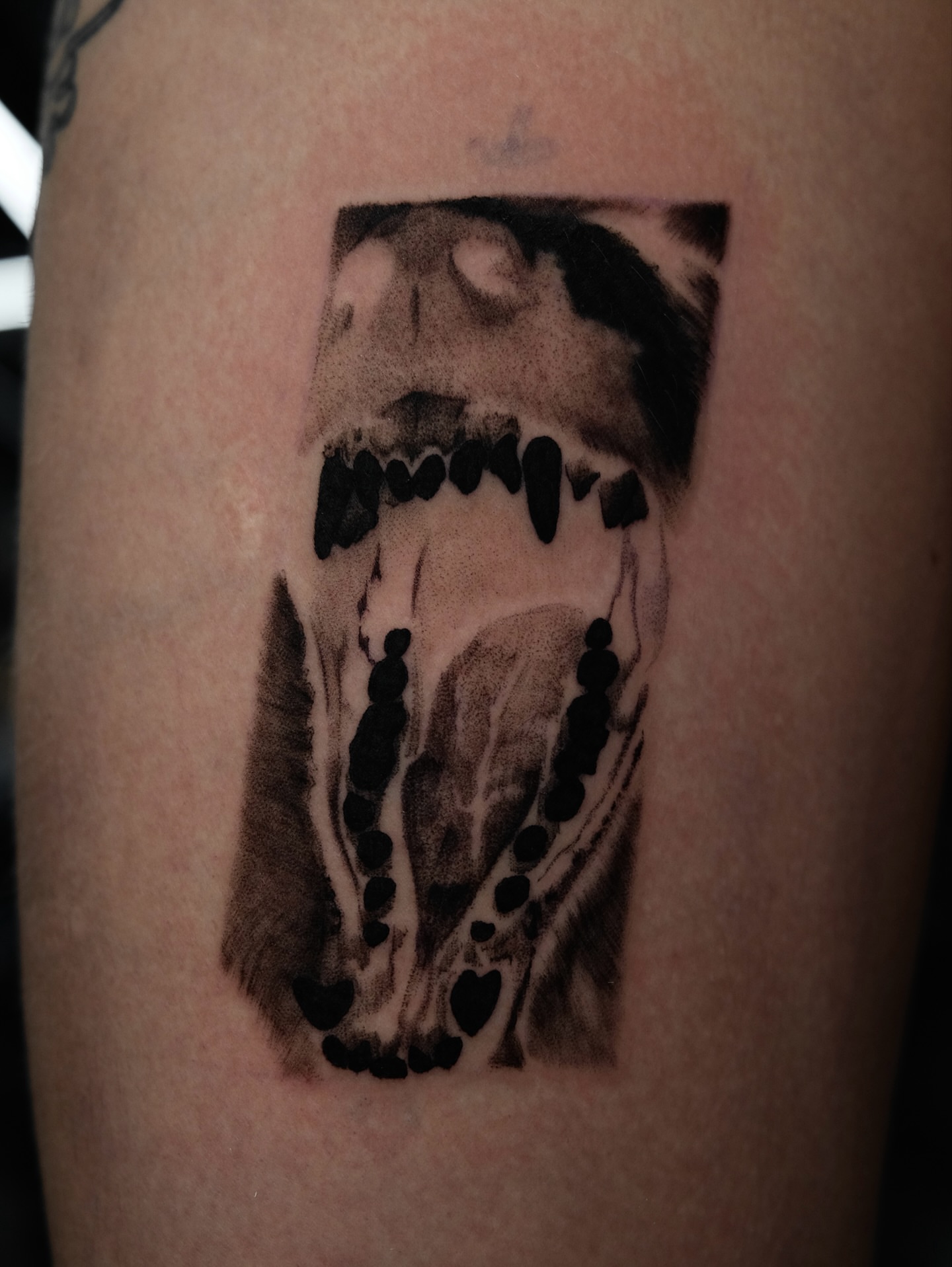 Jaws black and grey tattoo on the forearm by belen (bae-lin)🇺🇾, Mesa, Arizona