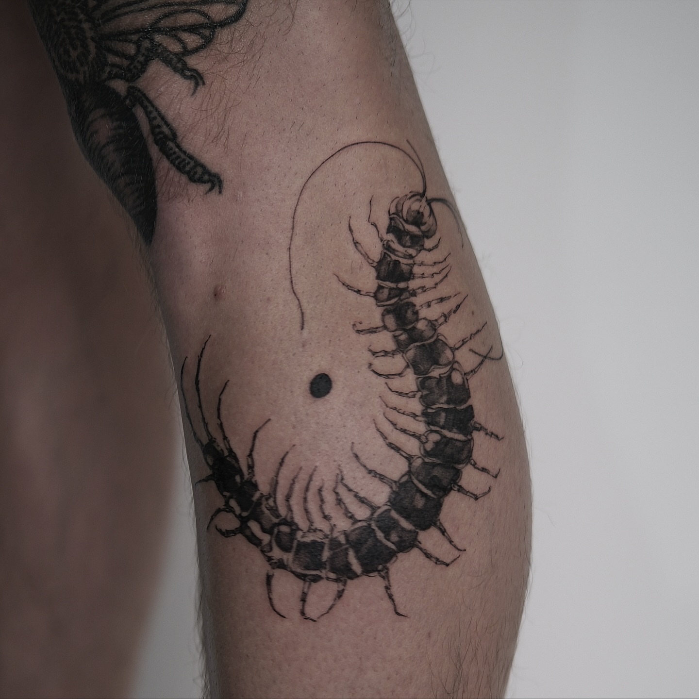 Centipede black and grey tattoo on the forearm by Mané, Portland, Oregon
