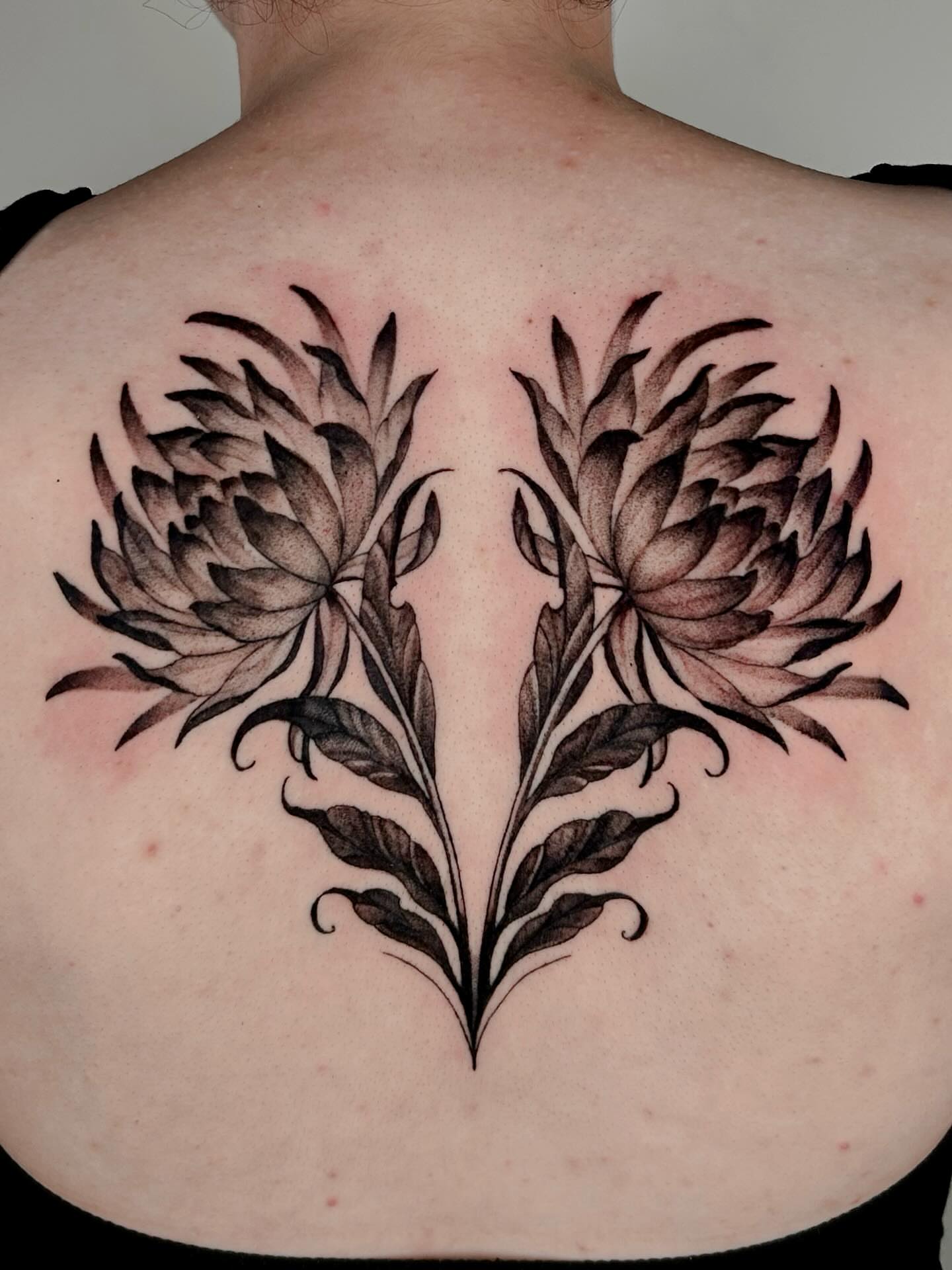 Protea flowers black and grey tattoo on the back by 𝔅𝔢𝔩𝔩𝔞