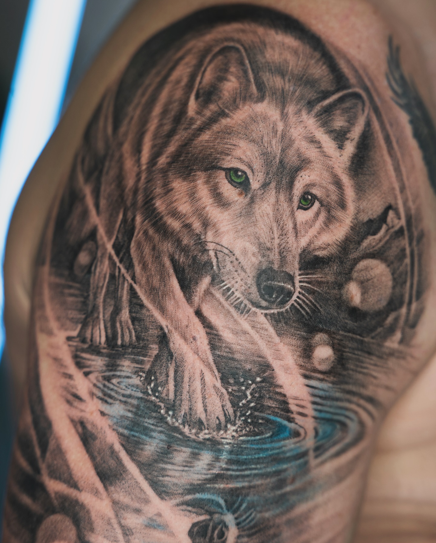 Wolf realism tattoo on the shoulder by Tri