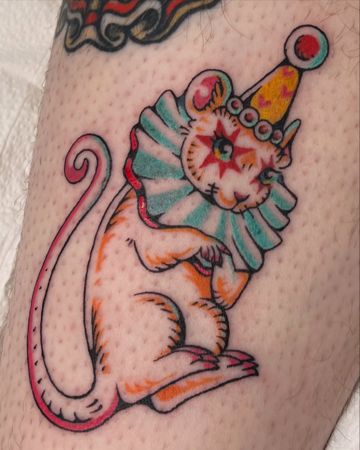 Circus cat American traditional tattoo on the forearm by rachel