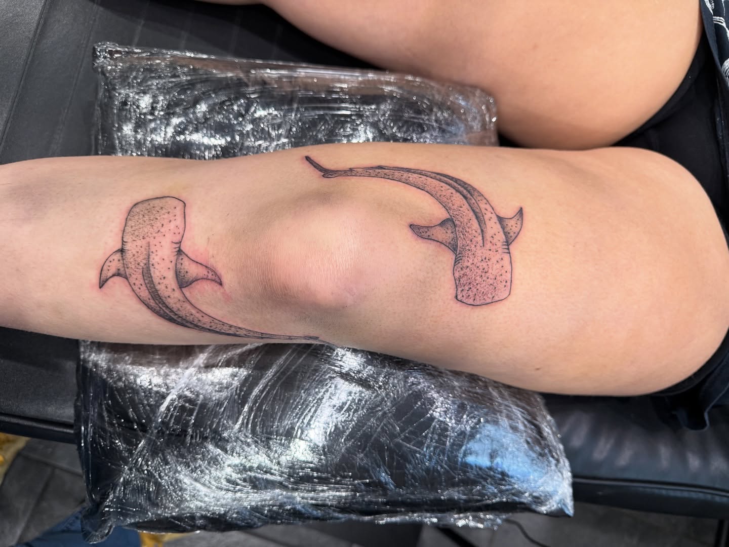Shark dotwork tattoo on the forearm by Dave Potavin, Erlanger, Kentucky