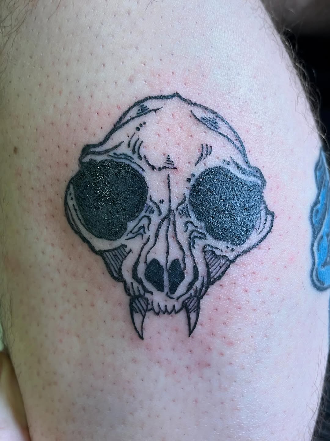 Animal skull realism tattoo on the shoulder by ❦julia