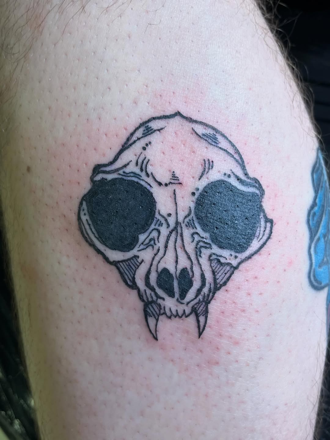 Cat skull realism tattoo on the shoulder by ❦julia