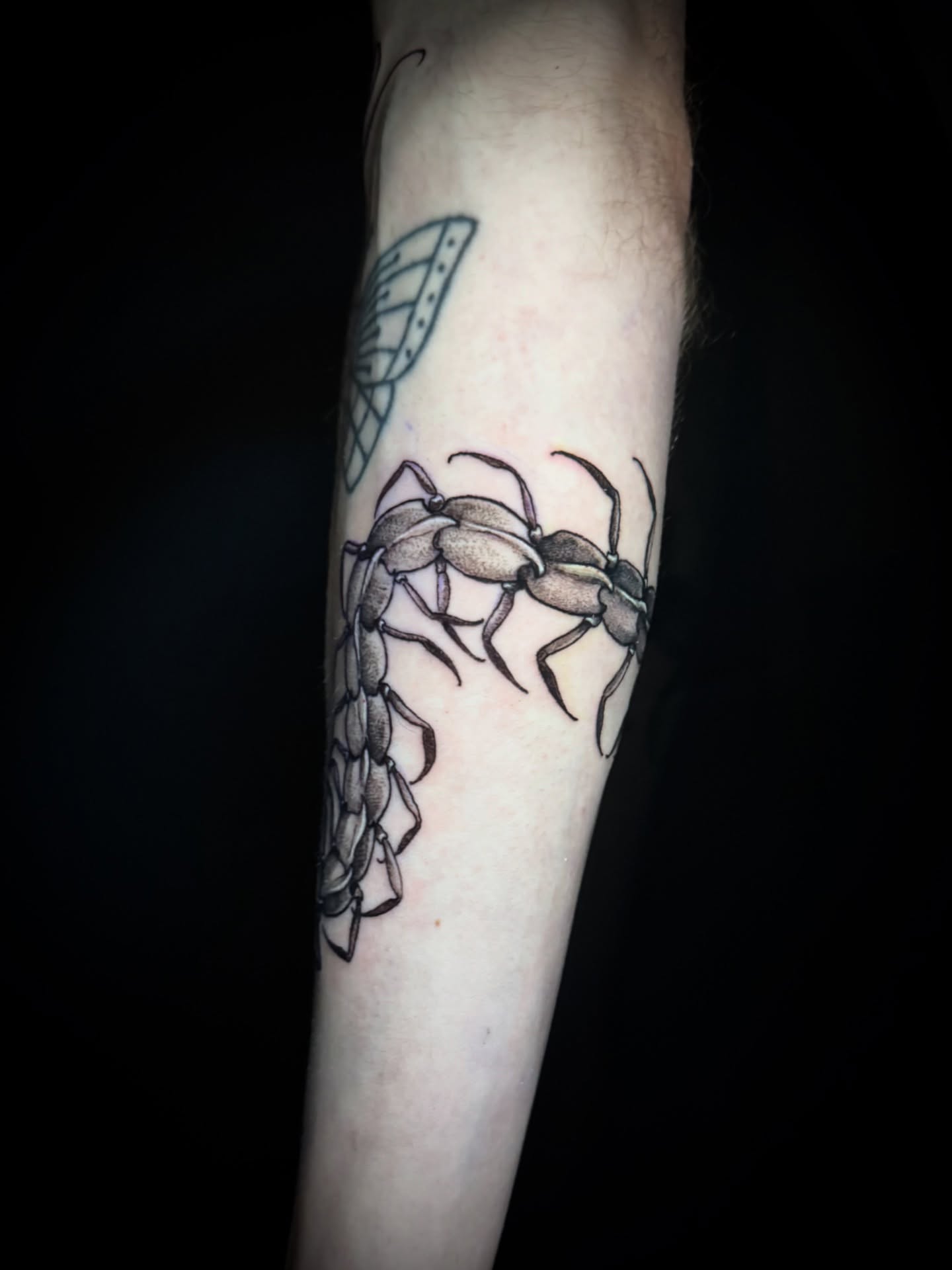 Centipede black and grey tattoo on the forearm by M A D I E I N S P A N I E R π¦ tattoos