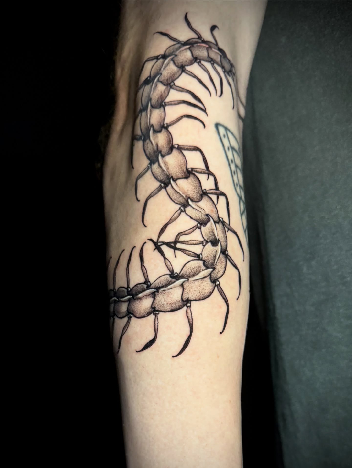 Centipede black and grey tattoo on the forearm by M A D I E I N S P A N I E R π¦ tattoos