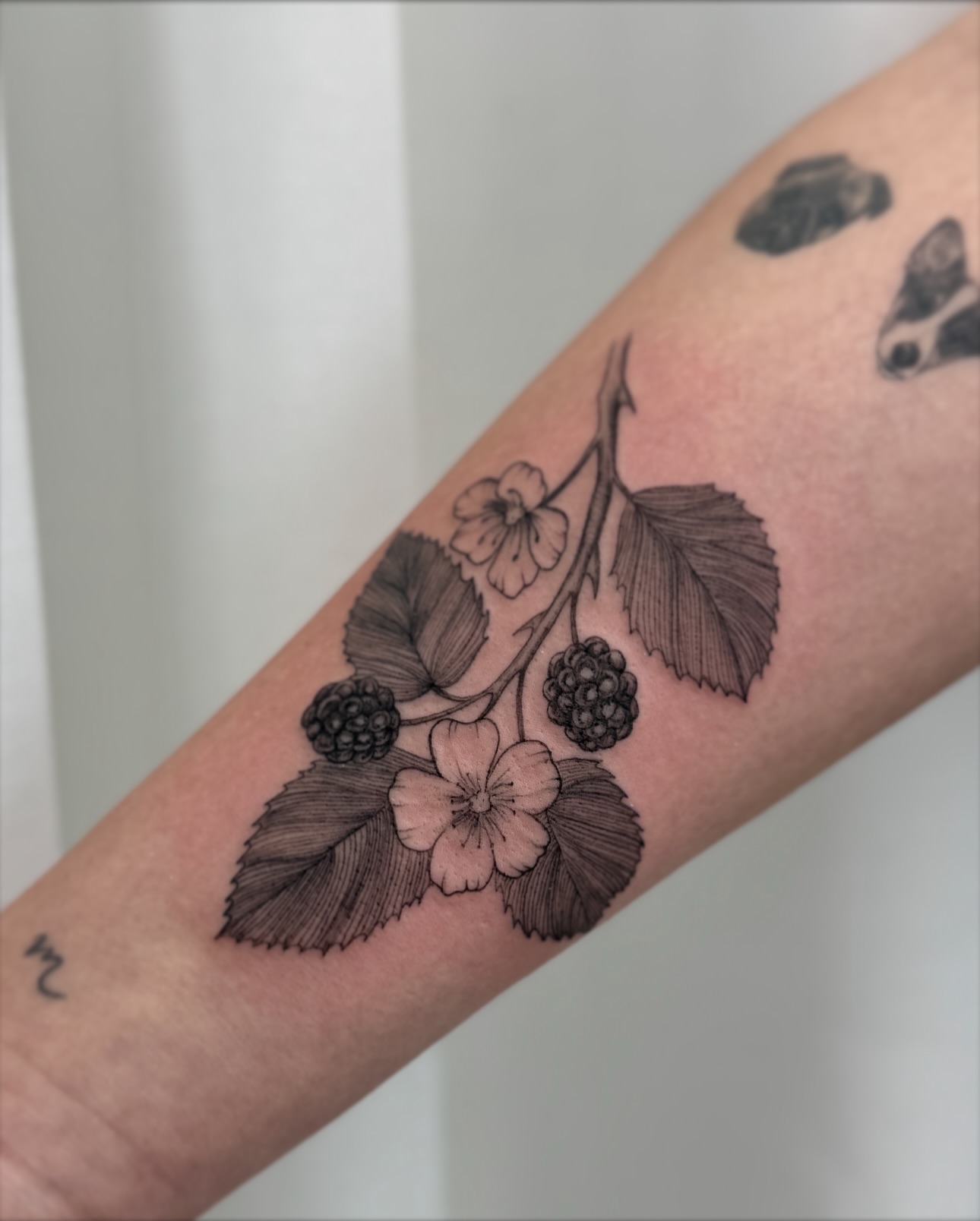 Blackberry branch black and grey tattoo on the forearm by Jasmine, Lynnwood, Washington