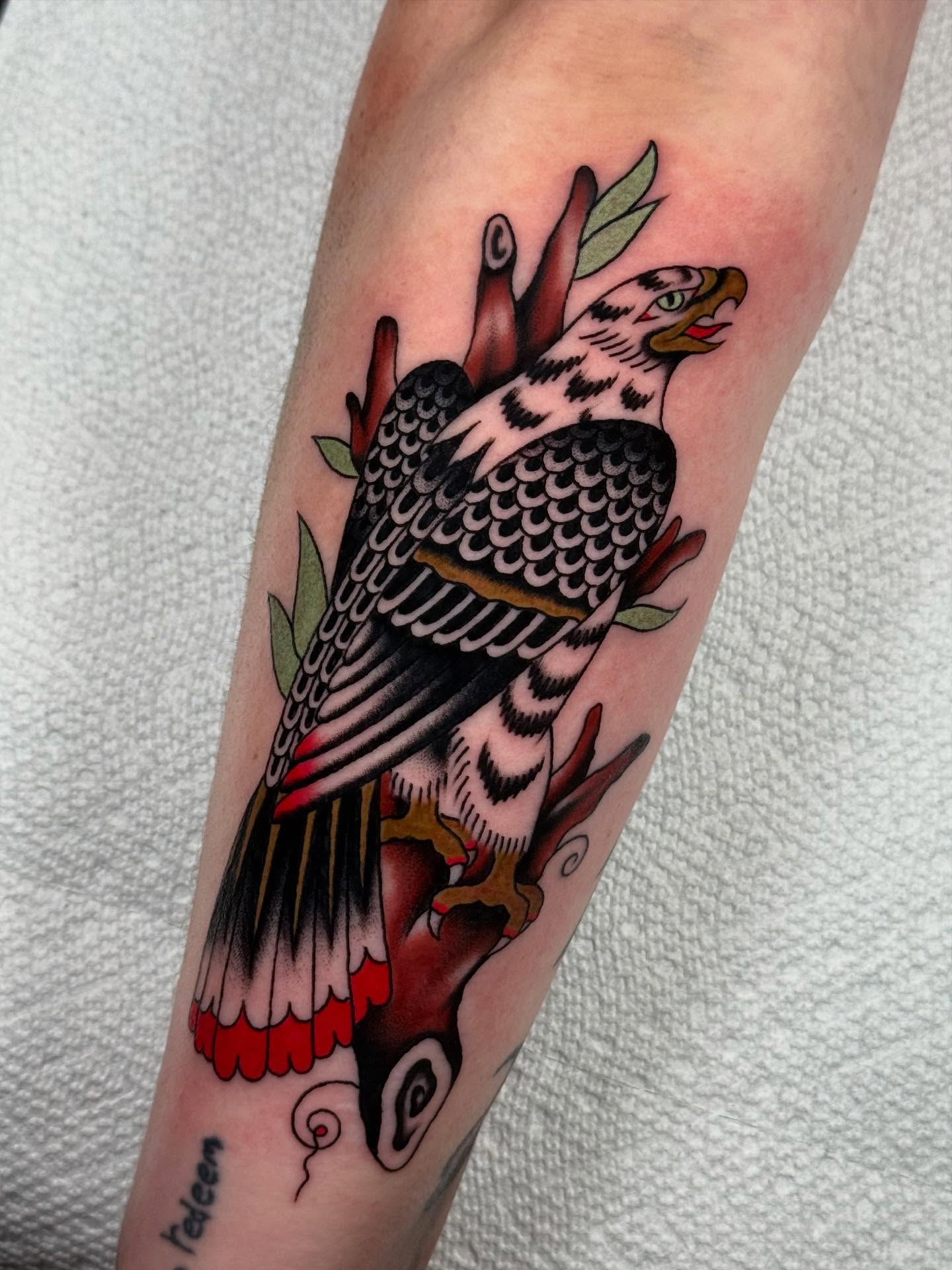 Hawk American traditional tattoo on the forearm by Collin Rigsby, Minneapolis, Minnesota