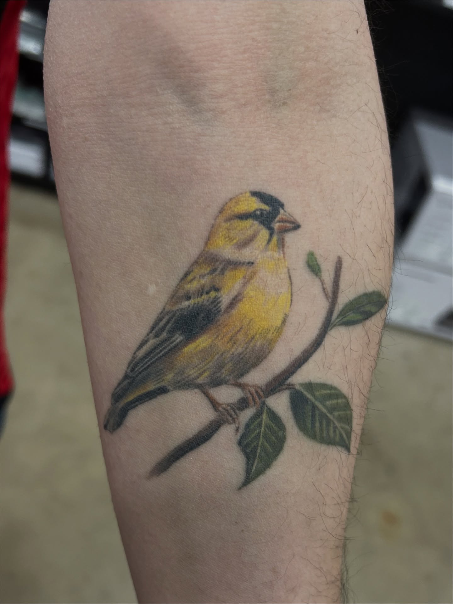 Bird realism tattoo on the forearm by Jules, Arlington, Texas