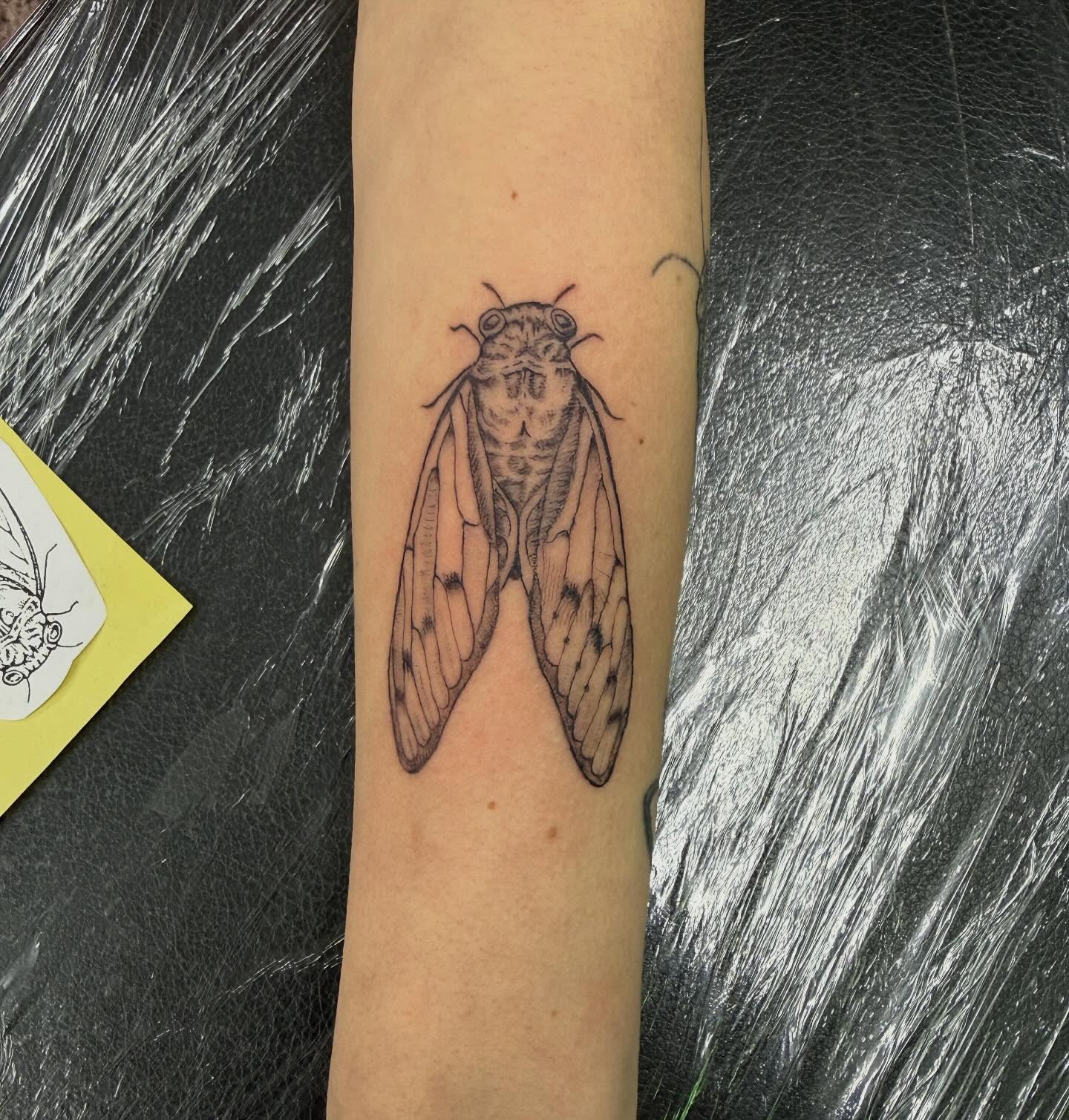 Cicada realism tattoo on the forearm by Daniel Smith