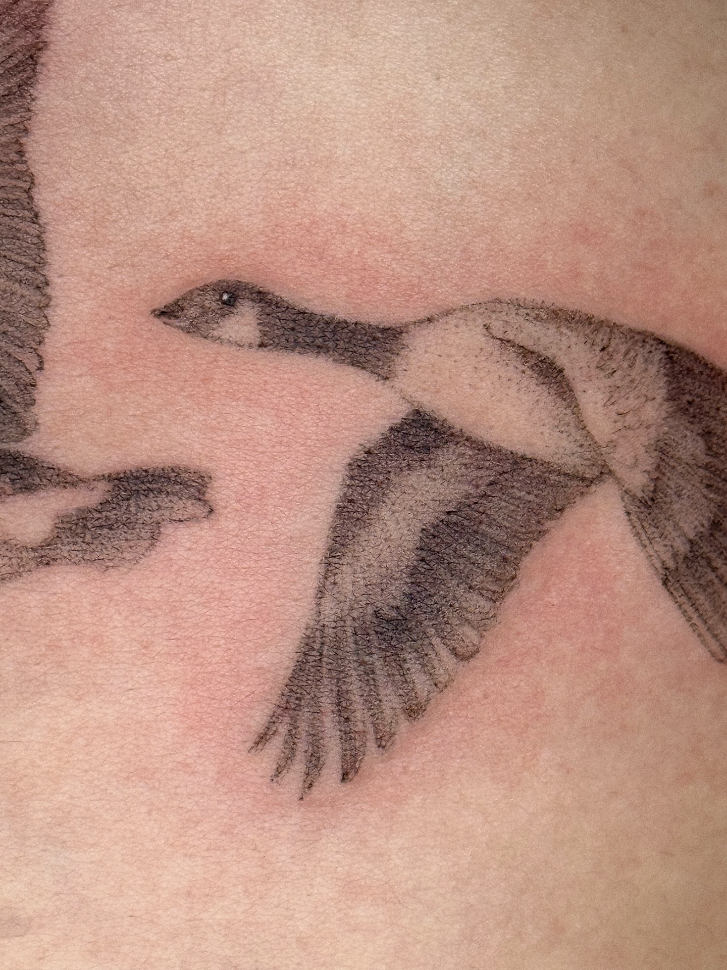 Goose black and grey tattoo on the shoulder by elena
