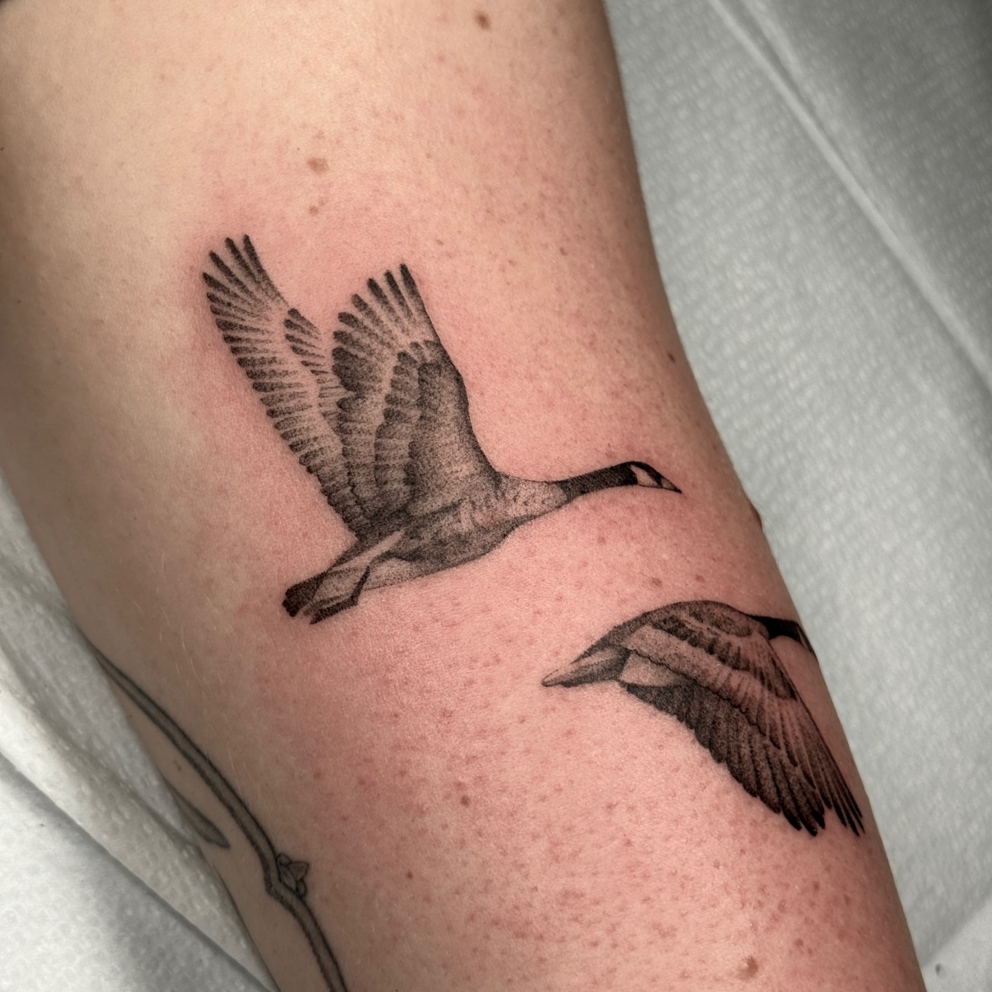 Geese realism tattoo on the forearm by Molly Murray