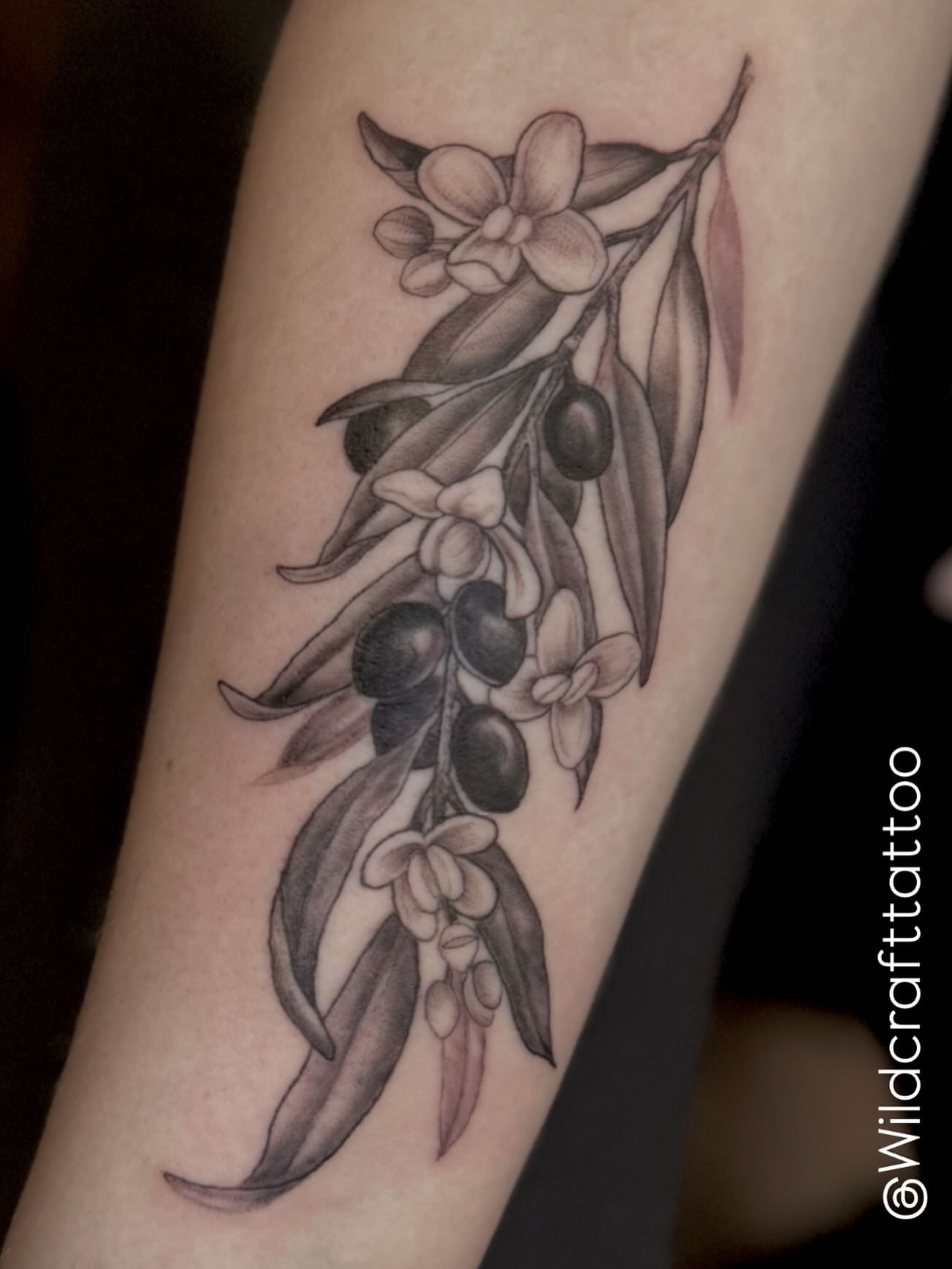 Olive branch with flowers black and grey tattoo on the forearm by đź’›Kristinađź’› tattoos with intention, Minneapolis, Minnesota