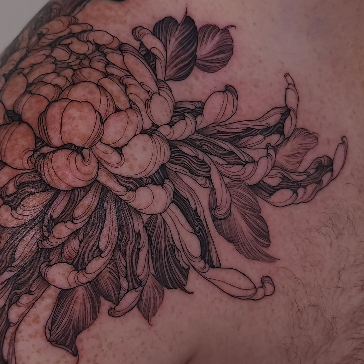 Chrysanthemum black and grey tattoo on the shoulder by ๐ฏ๐๐๐๐ ๐ท๐๐๐๐