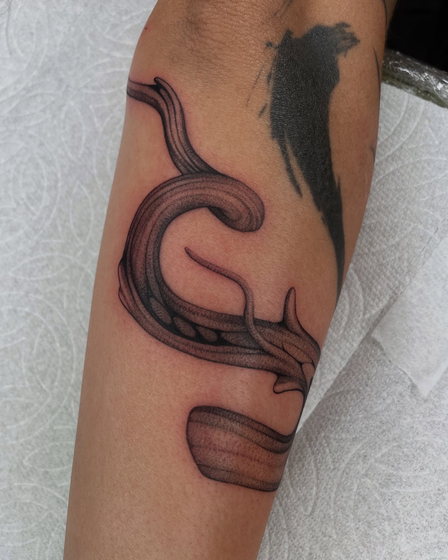 Serpent black and grey tattoo on the forearm by 𝕮𝖆𝖗𝖔𝖑𝖎𝖓𝖊 𝕽𝖆𝖊 𝕽𝖔𝖇𝖎𝖓𝖘𝖔𝖓, Los Angeles, California