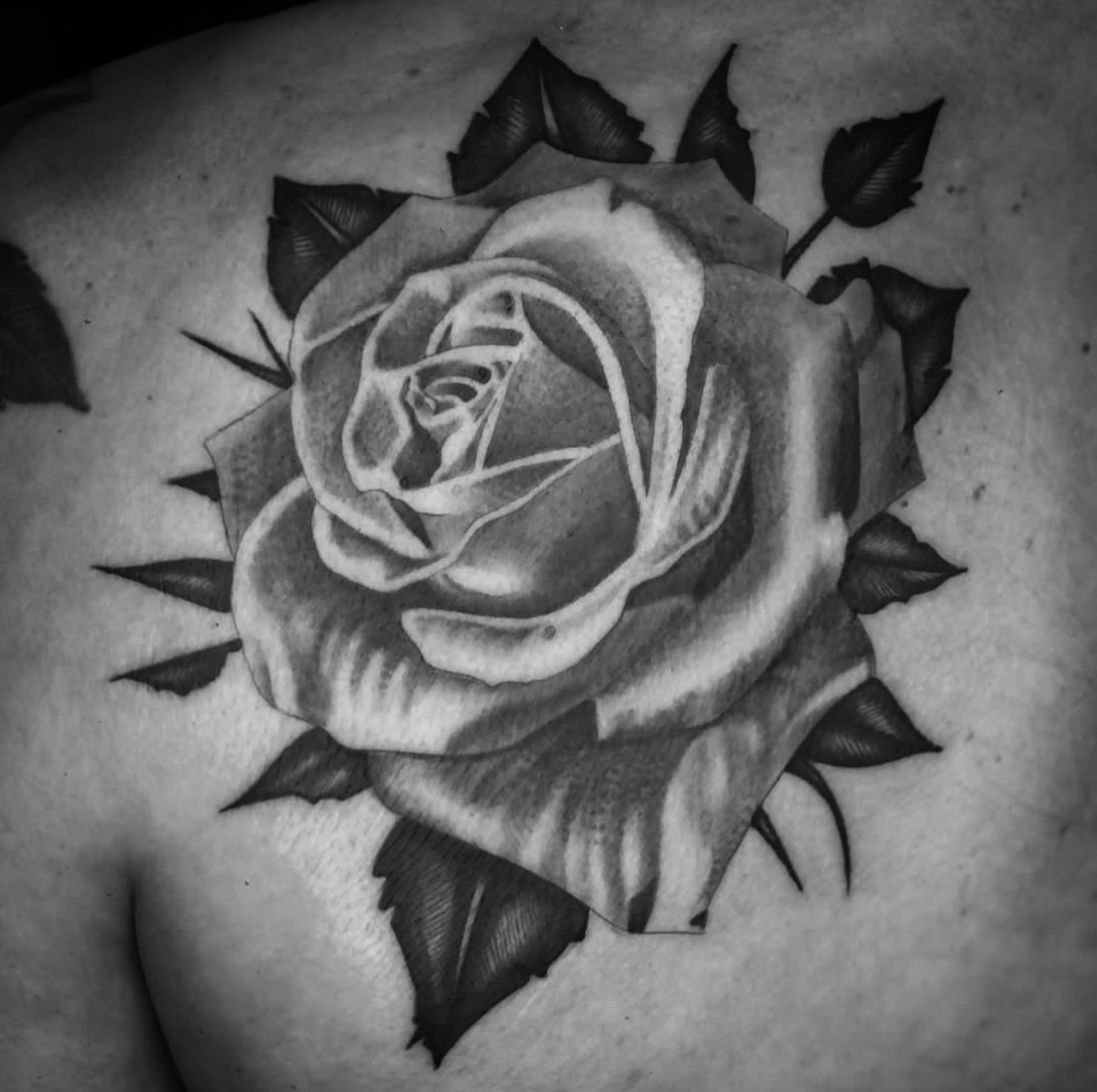 Rose black and grey tattoo on the shoulder by Big Steve Lewis