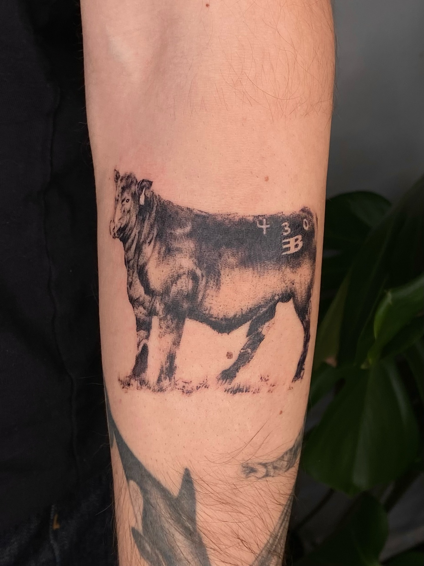 Bull black and grey tattoo on the forearm by Olivia