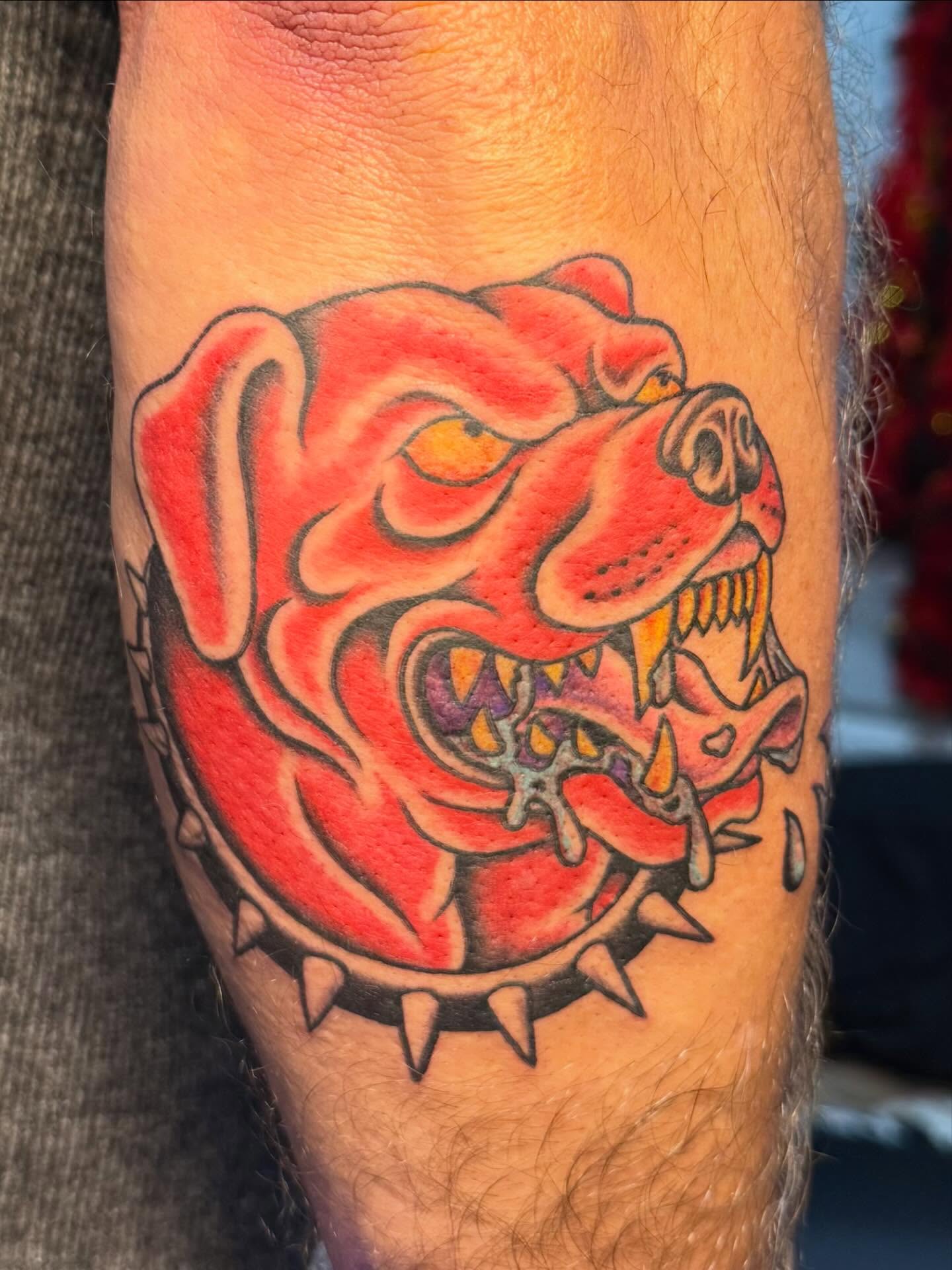 Bulldog American traditional tattoo on the forearm by 𝕯𝖗𝖆𝕶𝖊㋛