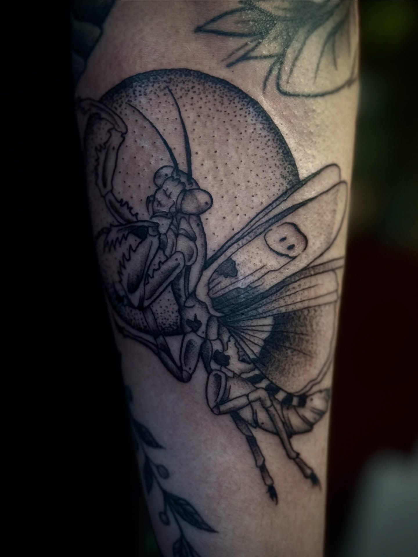 Bee dotwork tattoo on the forearm by Stevie Reign
