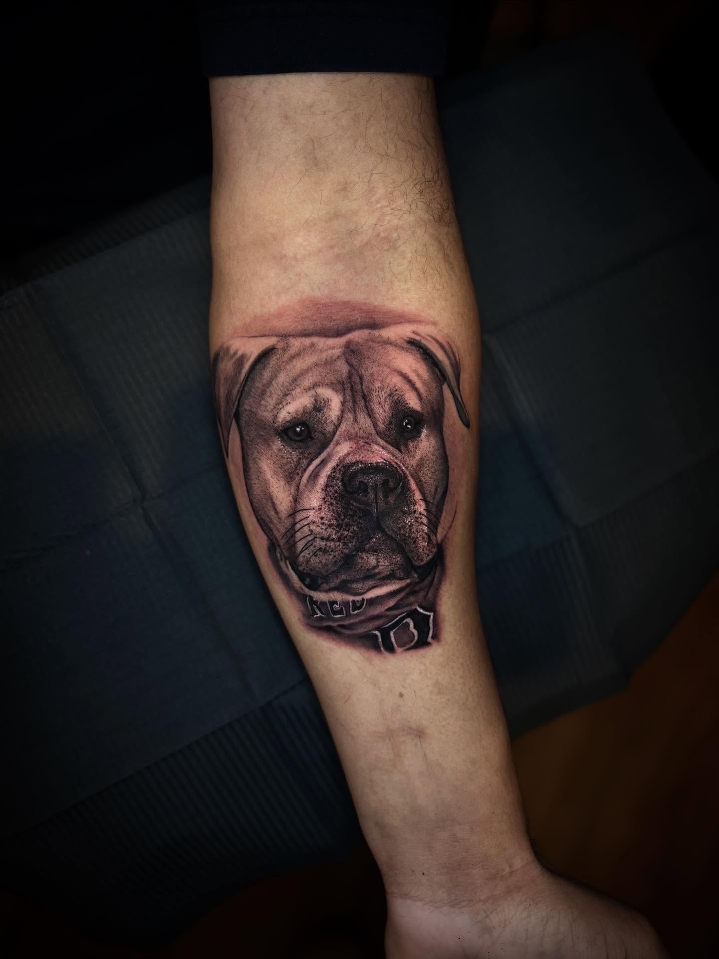 Bulldog realism tattoo on the forearm by JoannaTattoos
