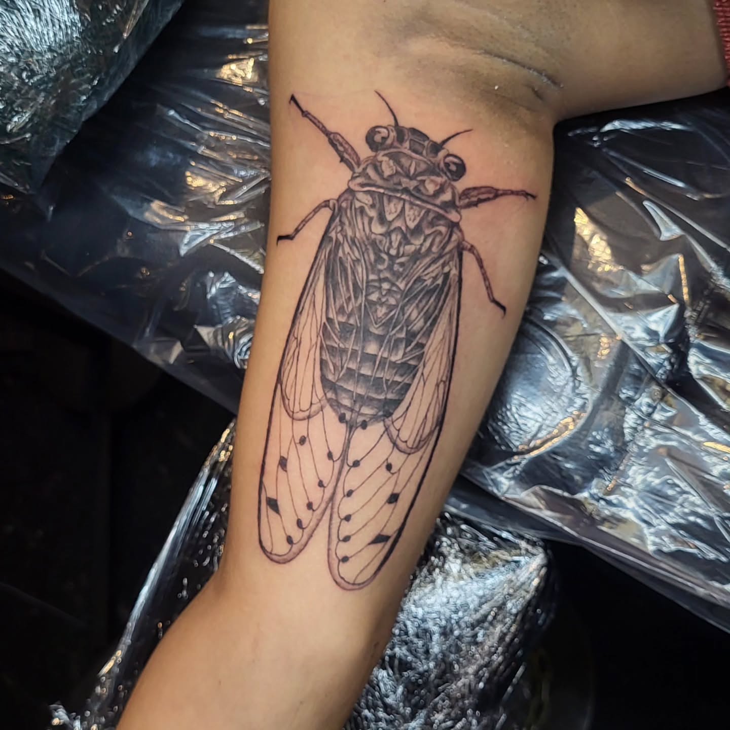 Cicada realism tattoo on the forearm by Jenna 🖤 Tattoos Denton TX