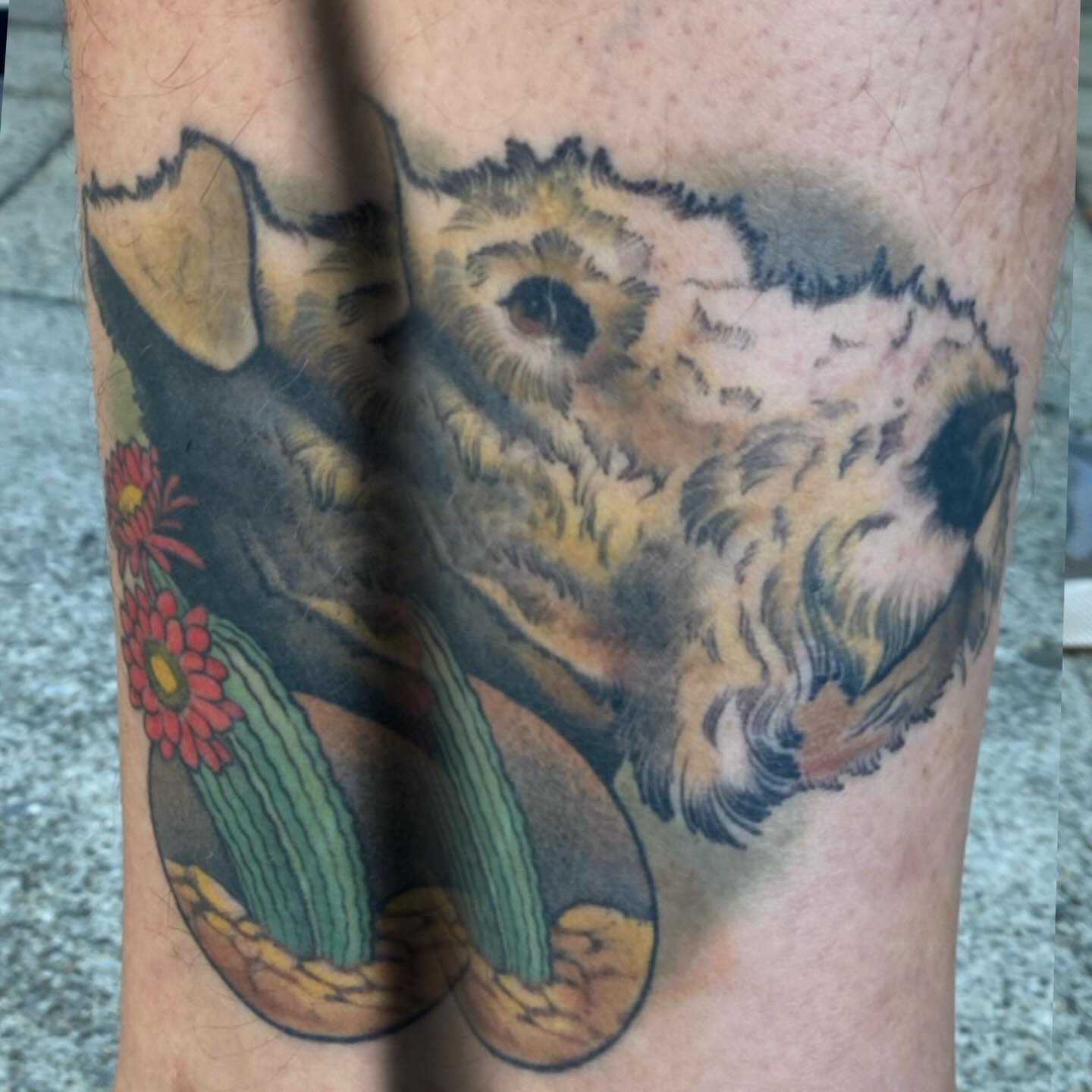 Cow and cactus American traditional tattoo on the forearm by Kyle Kozek, Columbus, Ohio