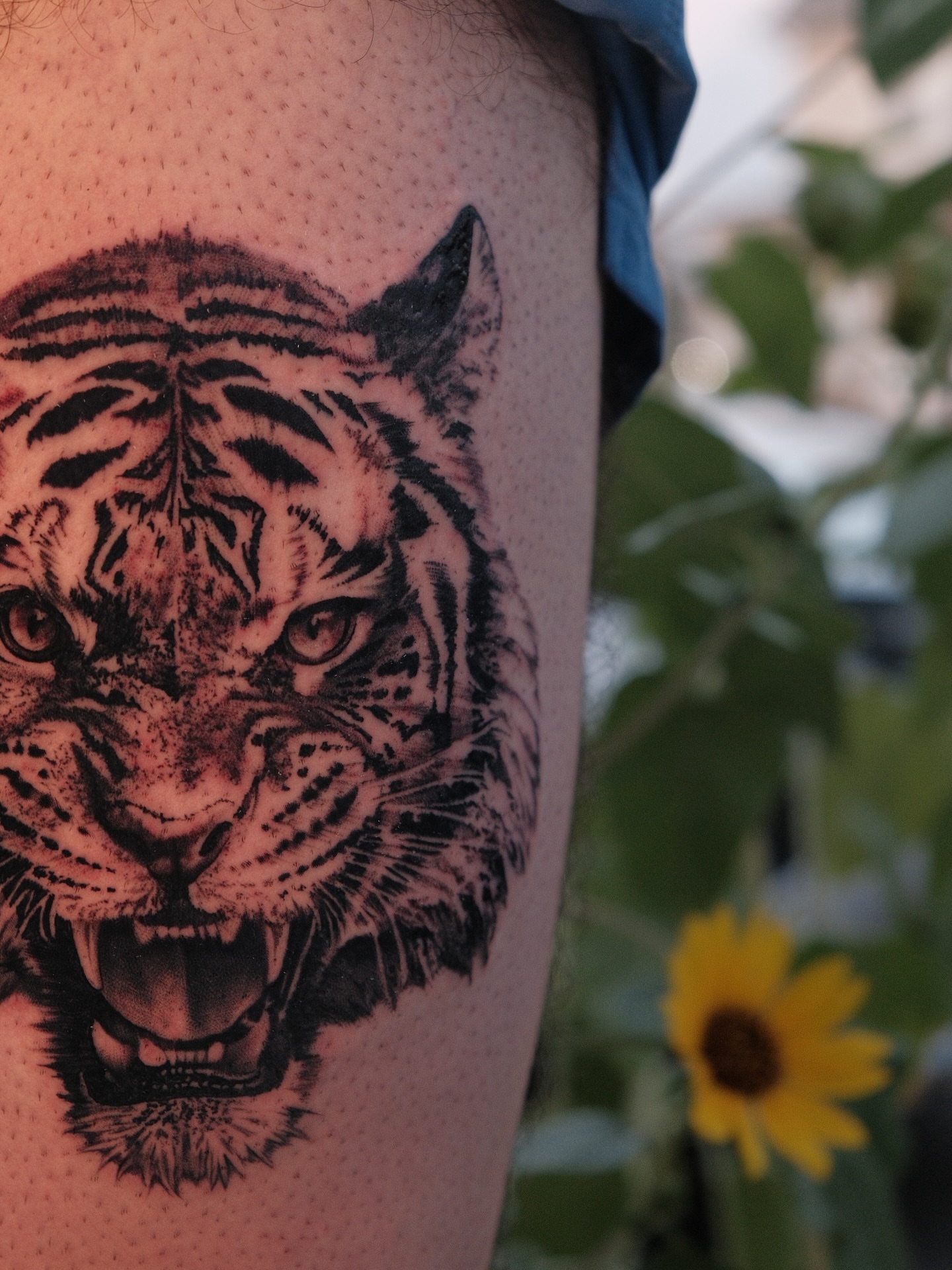 Tiger dotwork tattoo on the thigh by JoeyJazz