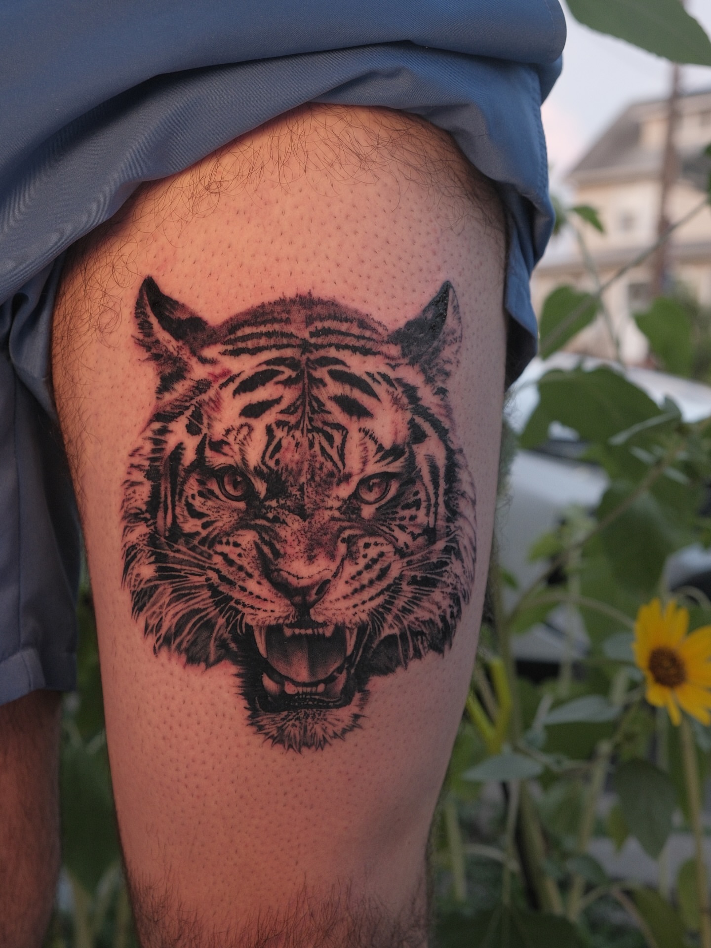 Tiger realism tattoo on the thigh by JoeyJazz