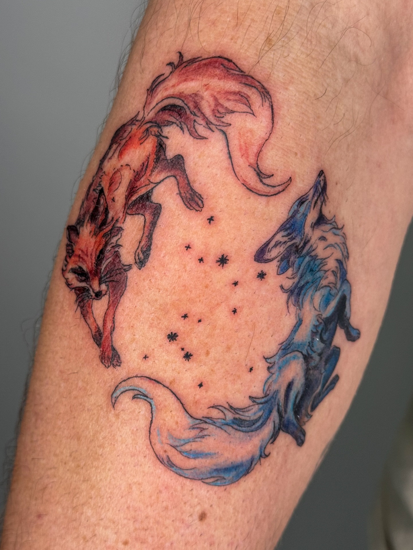 Two foxes and constellation watercolor tattoo on the forearm by Tiffany