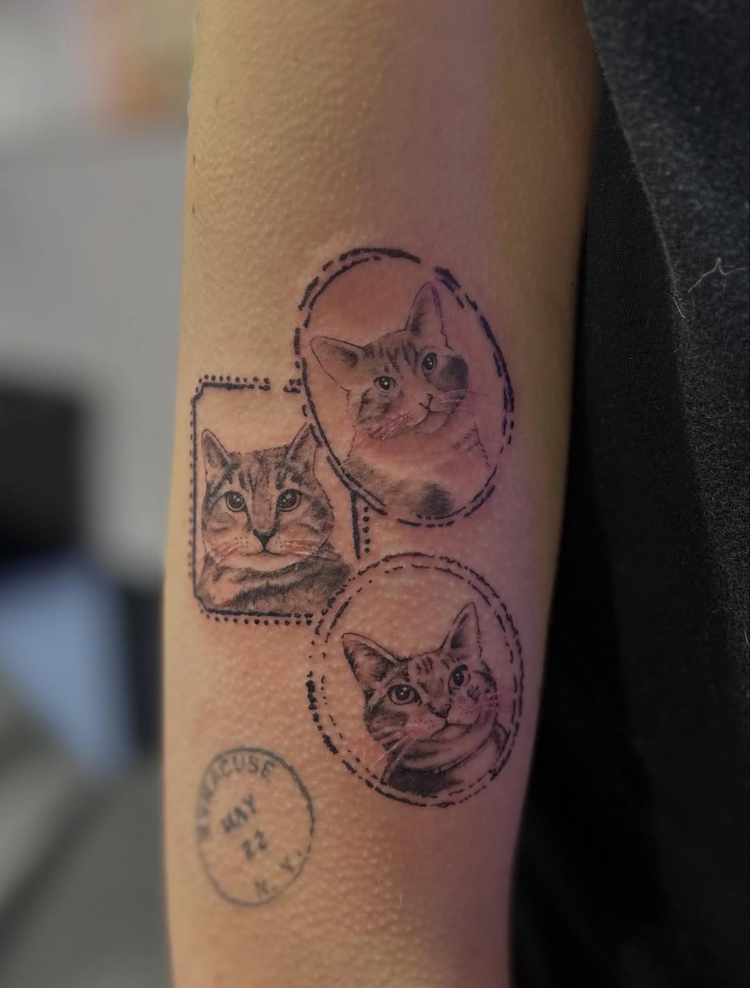 Three cat portraits in frames realism tattoo on the forearm by Natalie Johnson, Minneapolis, Minnesota