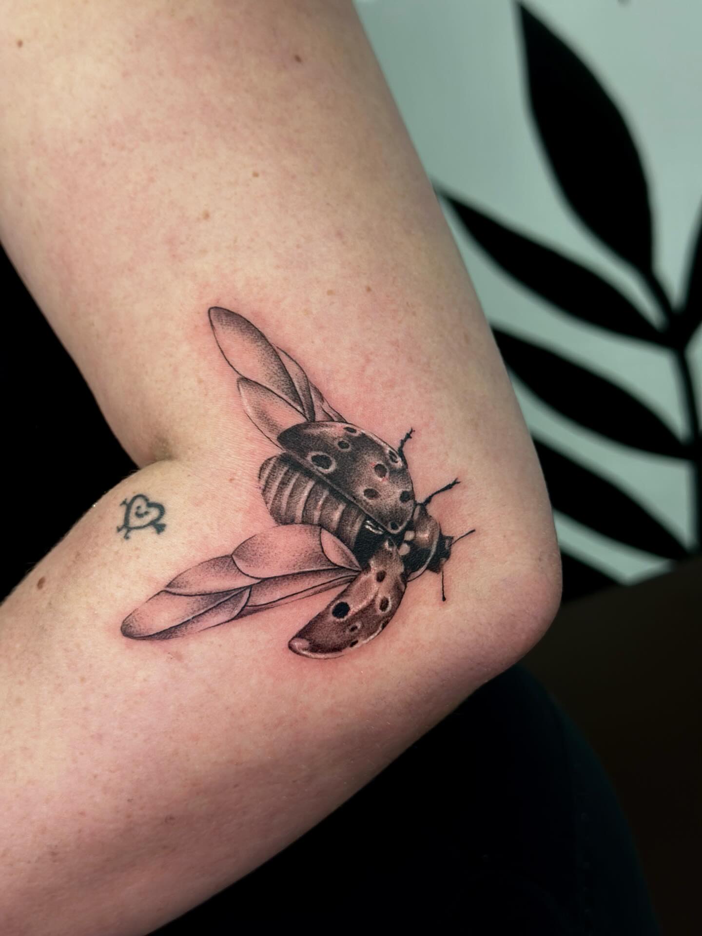 Mosquito realism tattoo on the forearm by Erika Nambo