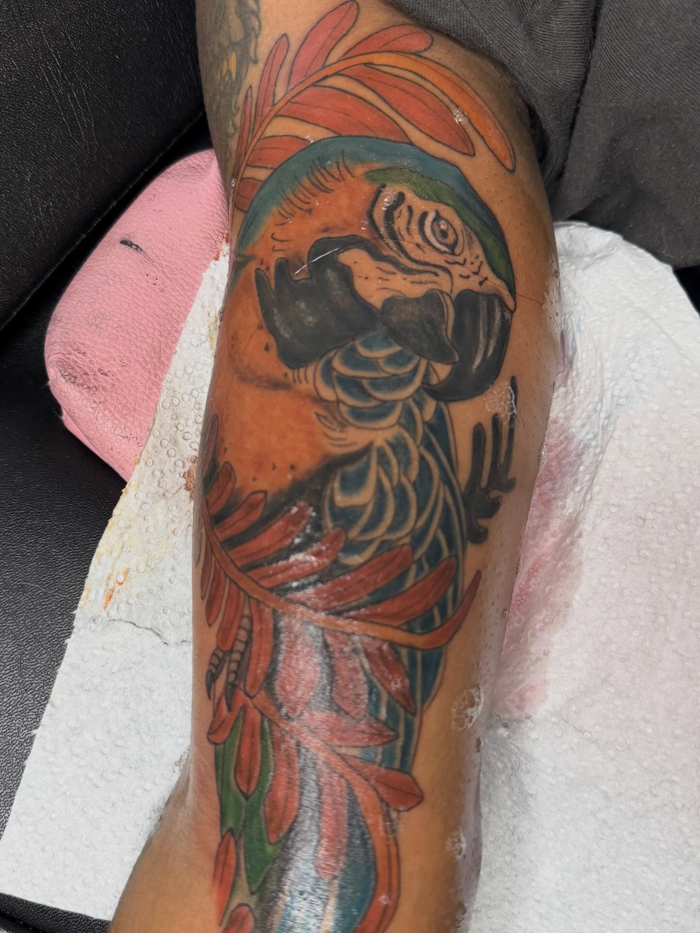 Parrot American traditional tattoo on the forearm by Destini