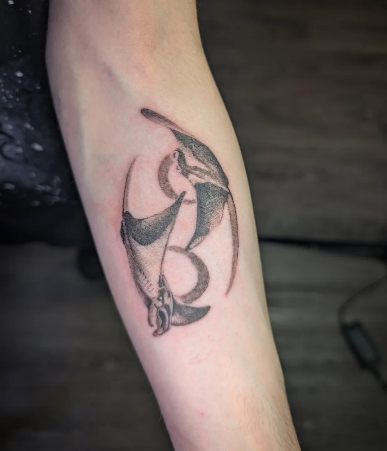 Dolphins dotwork tattoo on the forearm by Jo Xylo - Minneapolis Tattoo Artist, Minneapolis, Minnesota