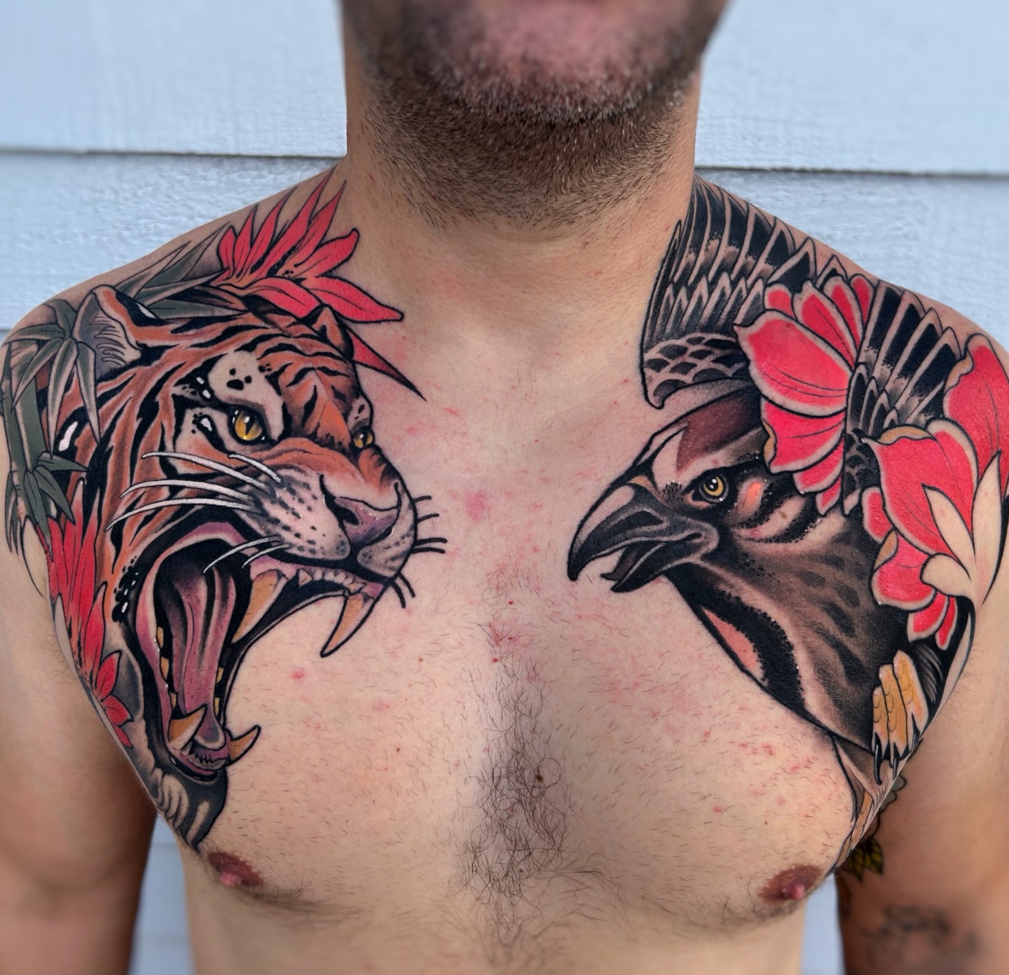 Tiger and eagle American traditional tattoo on the chest by Aitor Arie, Roseville, California