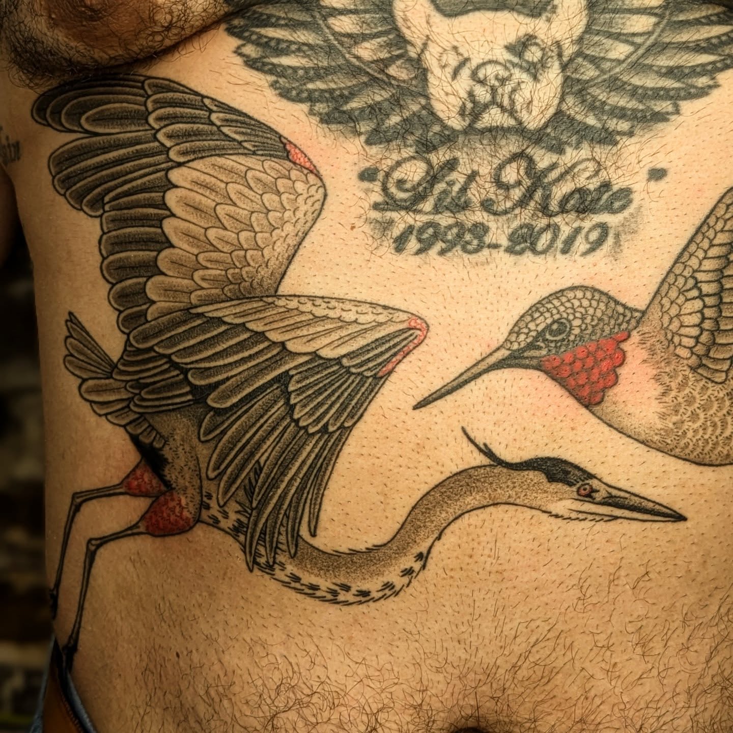 Birds American traditional tattoo on the chest by Eli Studer