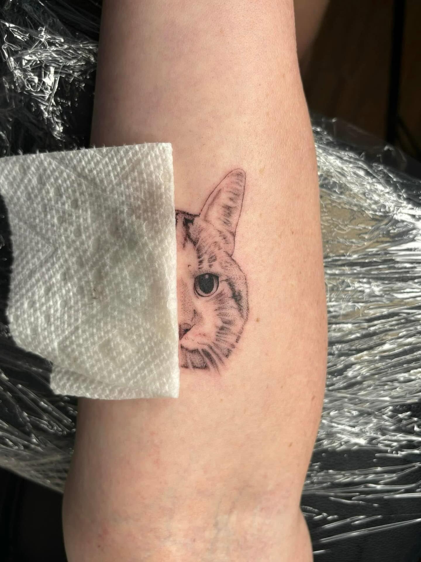 Cat realism tattoo on the forearm by Harley Lane ๐ซ