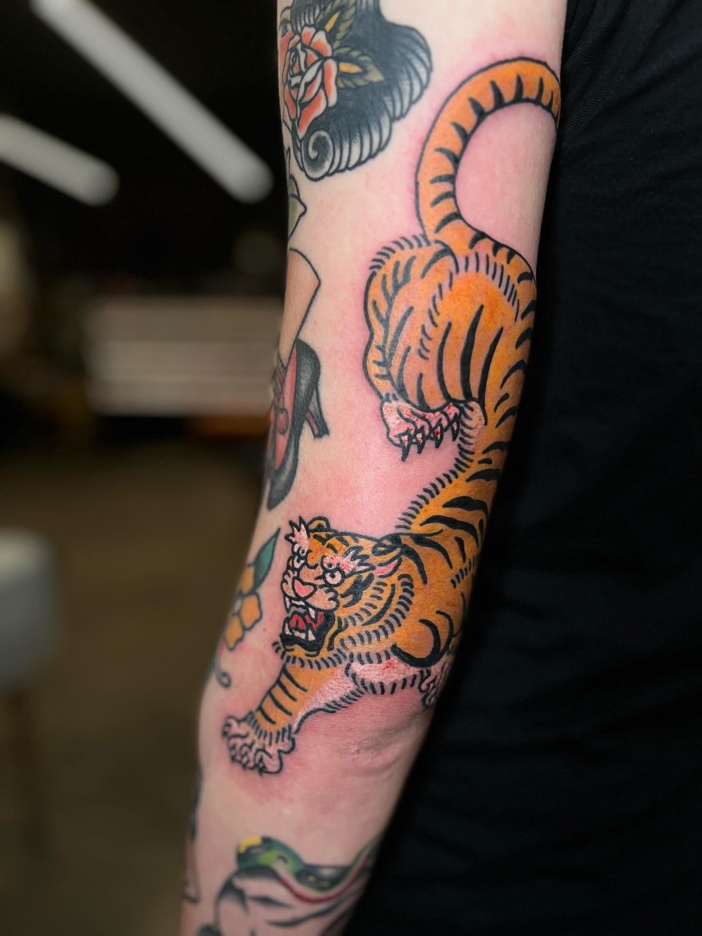 Tiger American traditional tattoo on the forearm by Kaichi Fujita, Eugene, Oregon