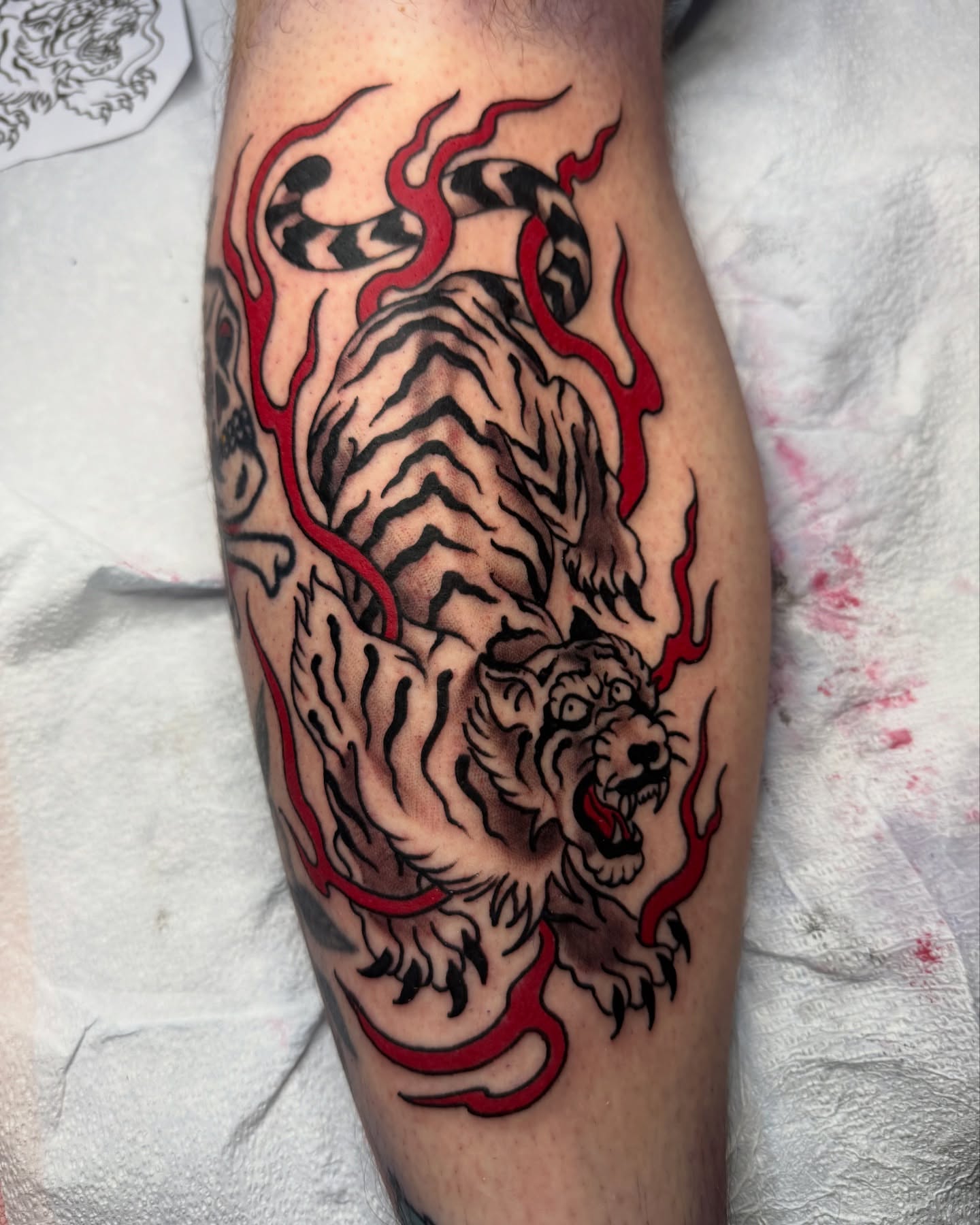 Tiger American traditional tattoo on the forearm by Ash Nicola, Asheville, North Carolina