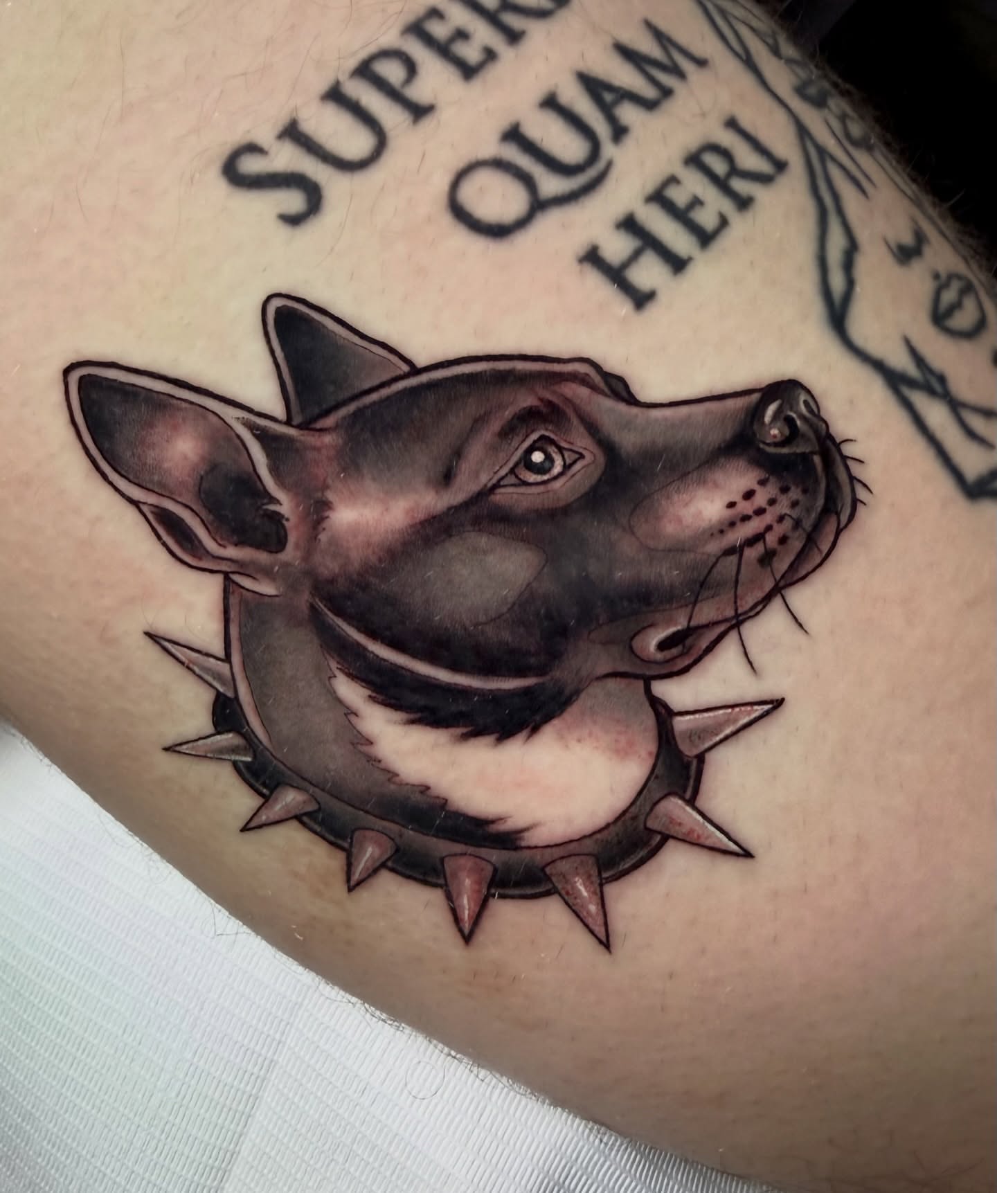 Dog with spiked collar realism tattoo on the forearm by Tattoos By Lola Cavotta, Willoughby, Ohio
