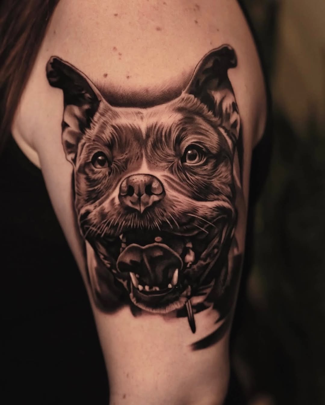 Pitbull dog portrait realism tattoo on the forearm by @kotytattoos